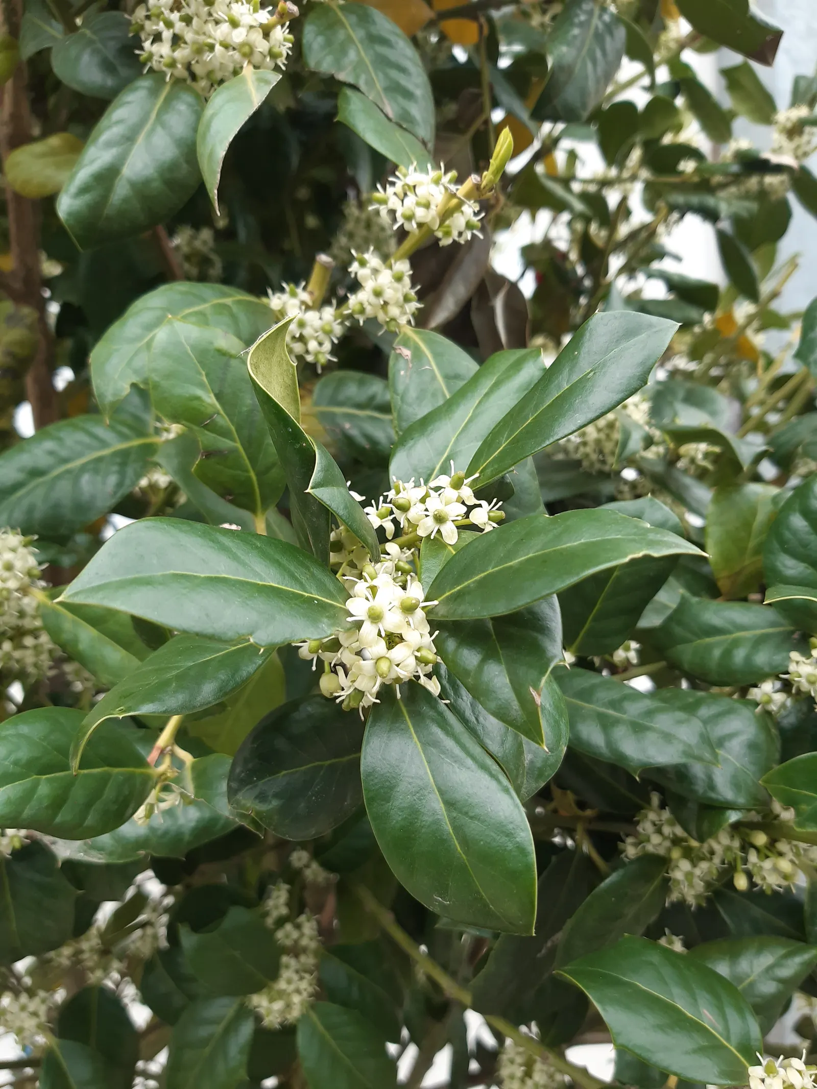 English Holly (Ilex Aquifolium) — consider its need for well-drained