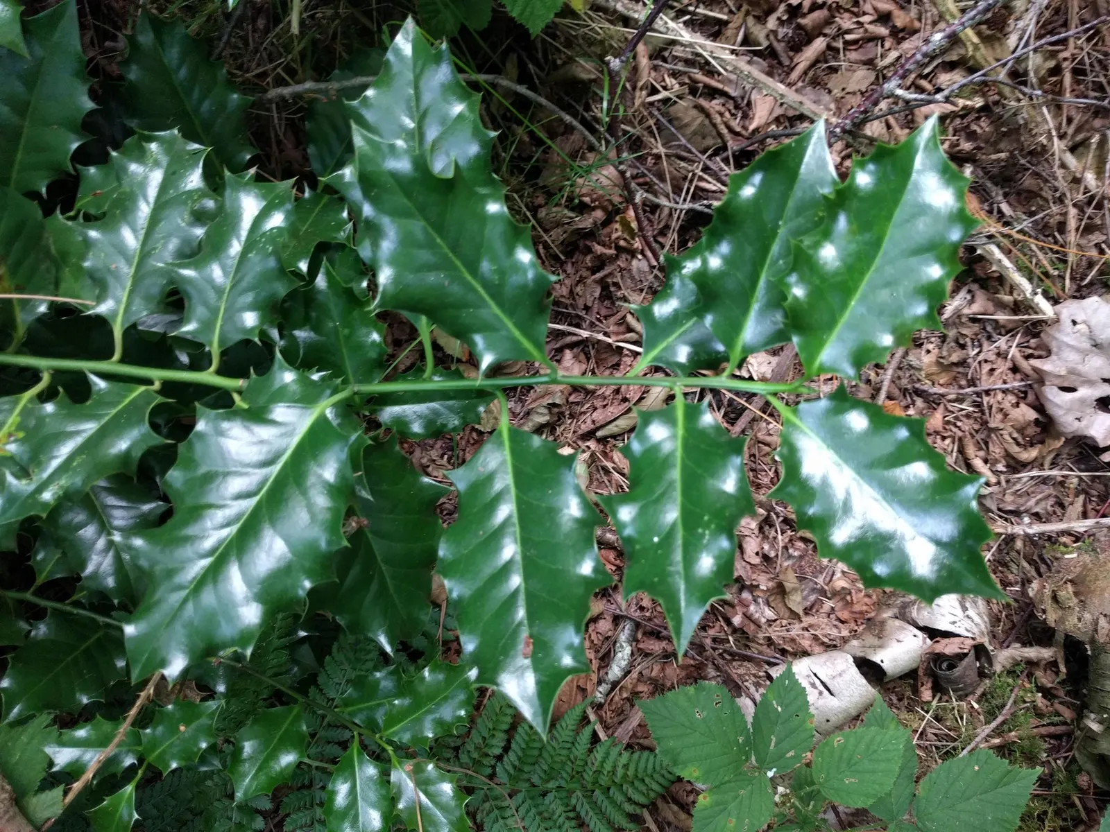 English Holly (Ilex Aquifolium) — Utilize as a specimen, hedge, or privacy screen for year-round interest
