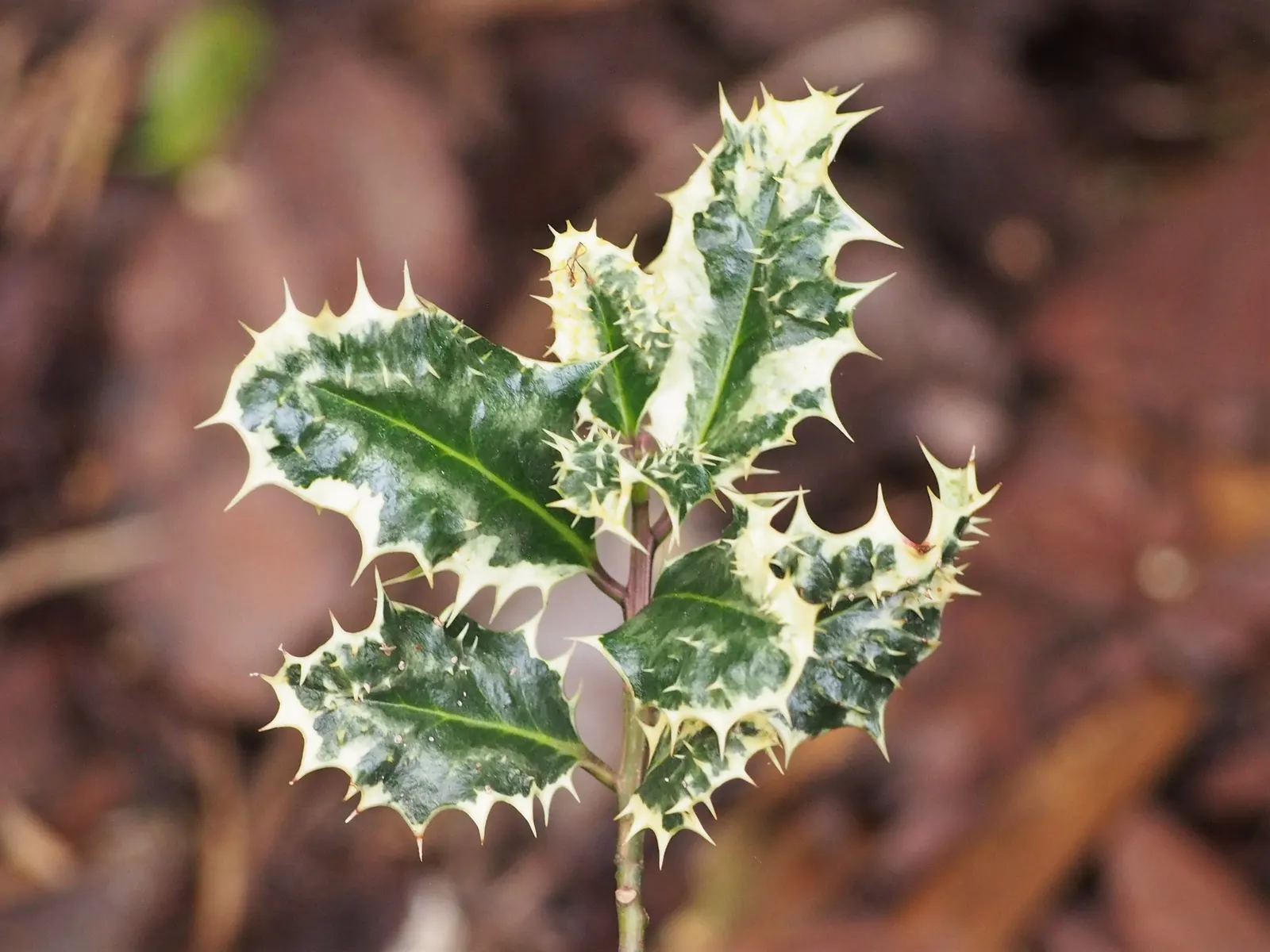 English Holly (Ilex Aquifolium) — preferably with a slightly acidic to neutral pH; mature at 15-50 feet with a spread of 10-35 feet, it produces, image 106