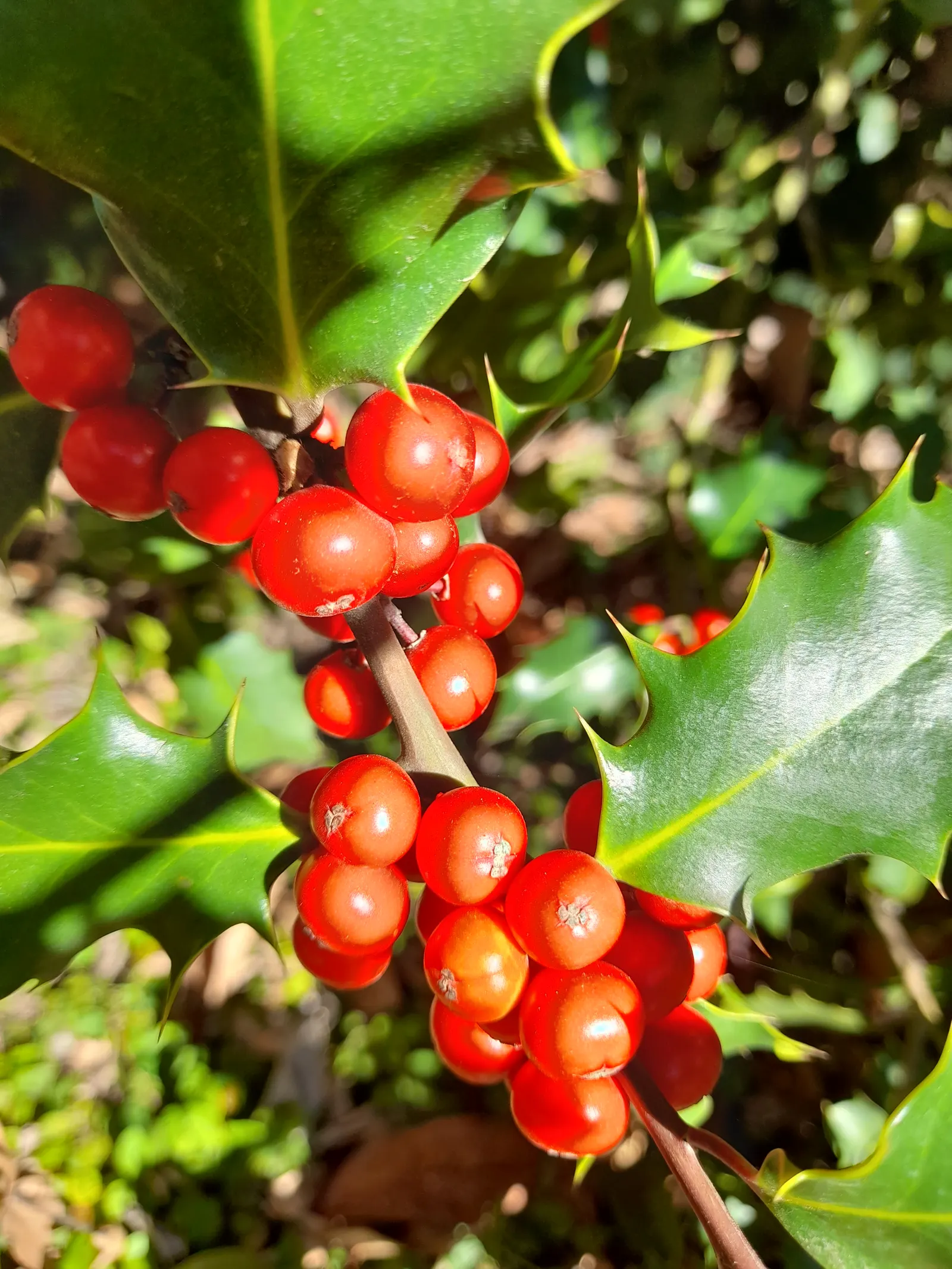 English Holly (Ilex Aquifolium) — Mature at 15-50 feet with a spread of 10-35 feet, it produces red berries in winter that attract birds