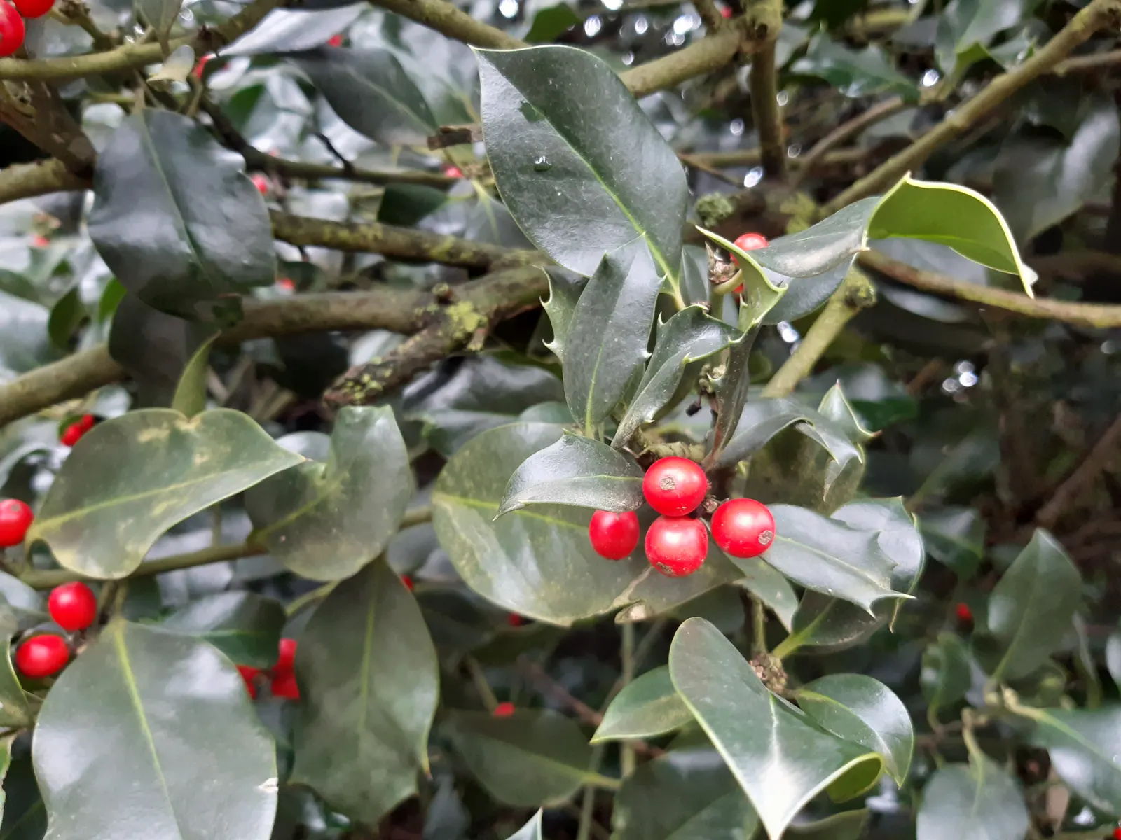 English Holly (Ilex Aquifolium) — The leaves are characteristically spiny and can range from 1 to 3 inches in length