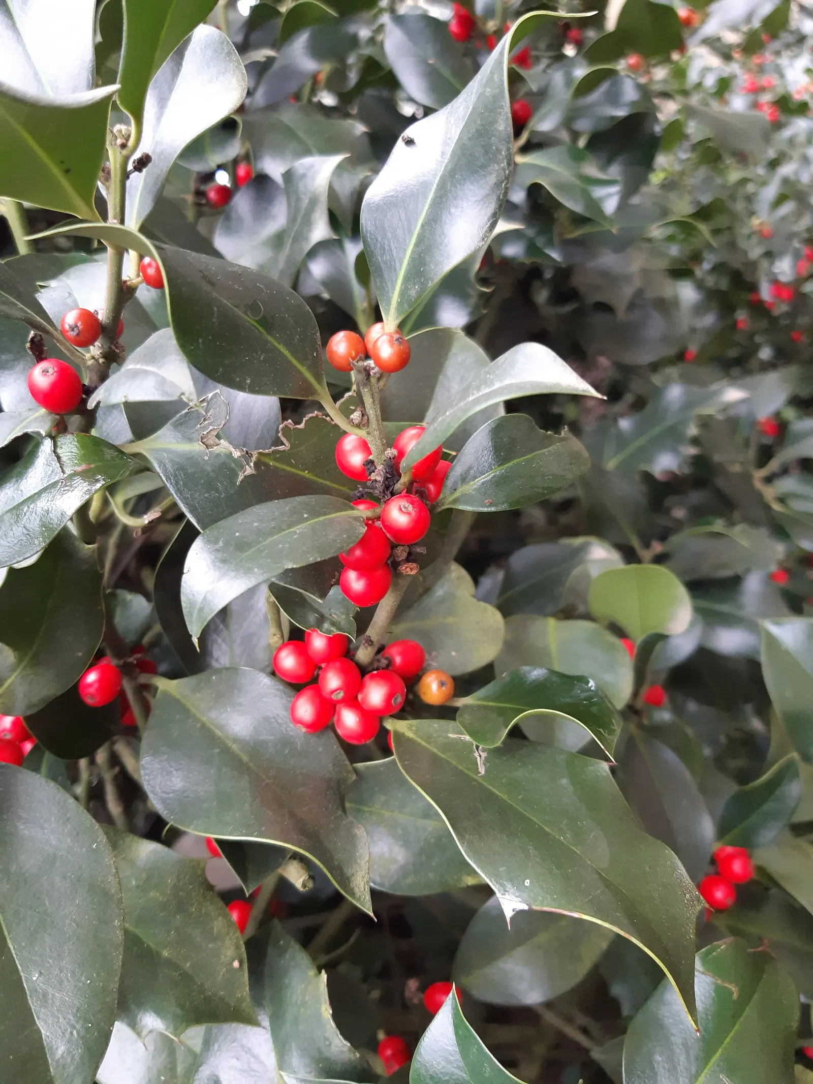 English Holly (Ilex Aquifolium) — The English Holly is dioecious