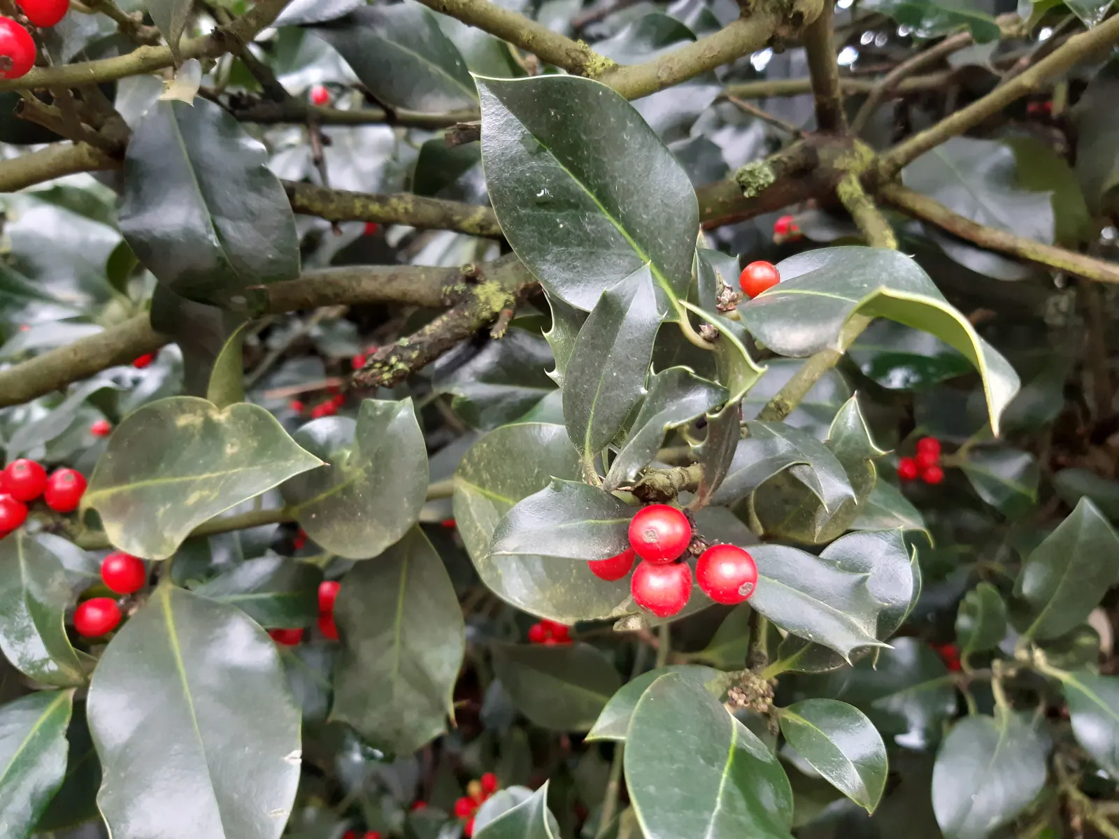English Holly (Ilex Aquifolium) — preferably with a slightly acidic to neutral pH