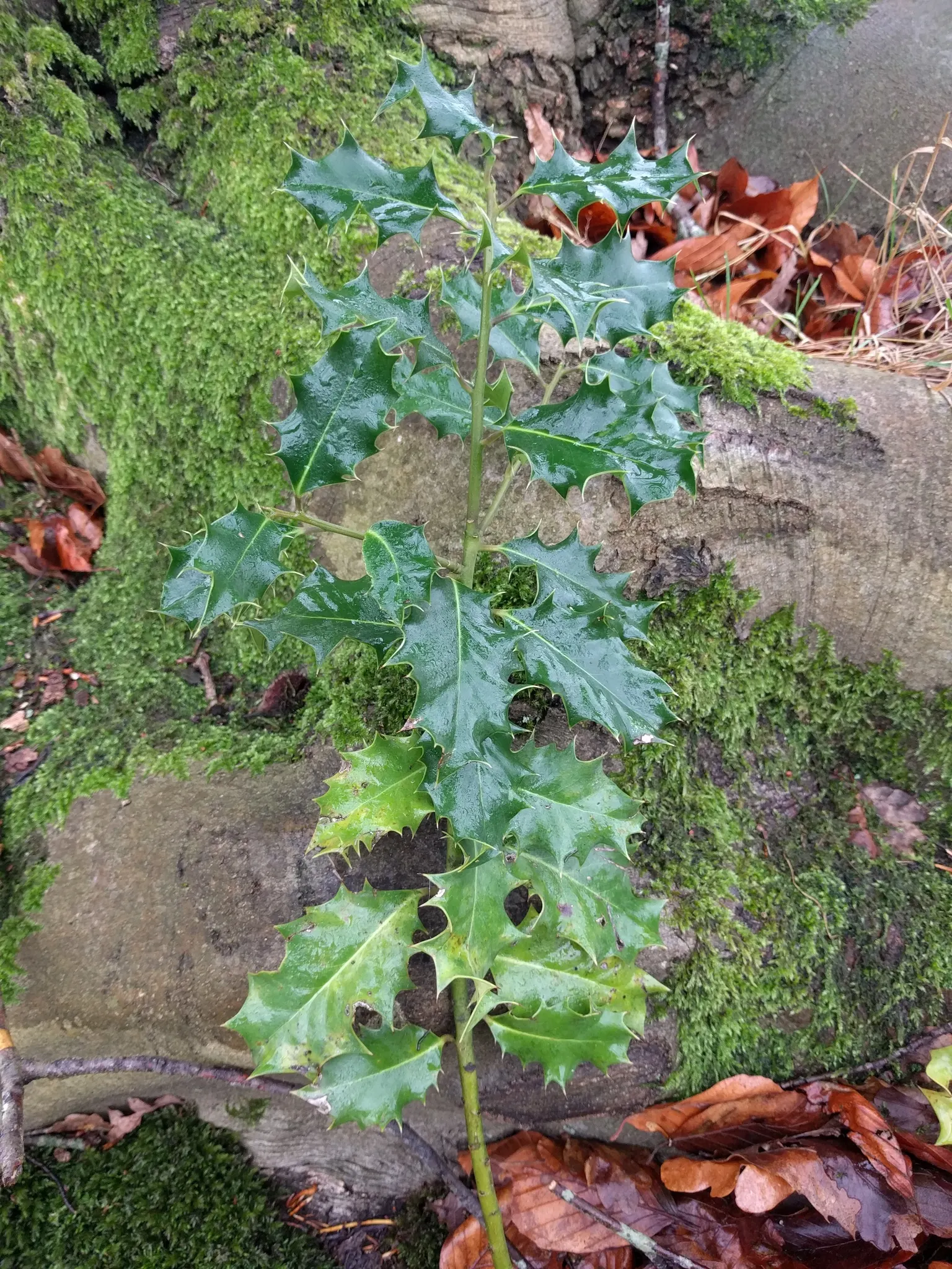 English Holly (Ilex Aquifolium) — commonly known as the English Holly