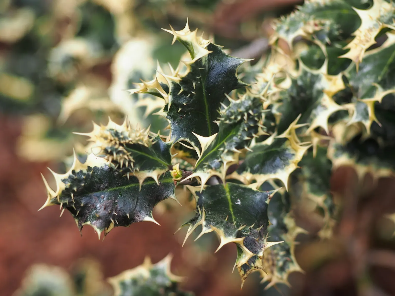 English Holly (Ilex Aquifolium) — Caution: Leaves and berries are toxic if ingested; handle with care; the English Holly is dioecious, image 98