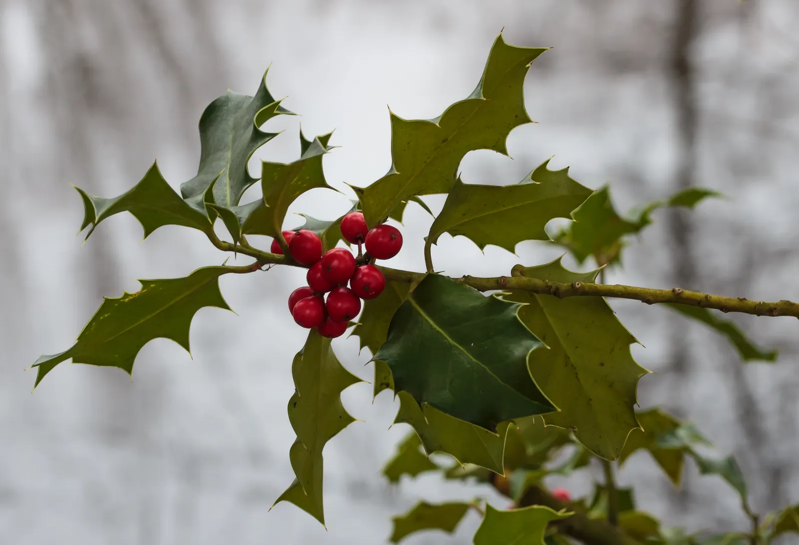 English Holly (Ilex Aquifolium) — The leaves are characteristically spiny and can range from 1 to 3 inches in length, image 81