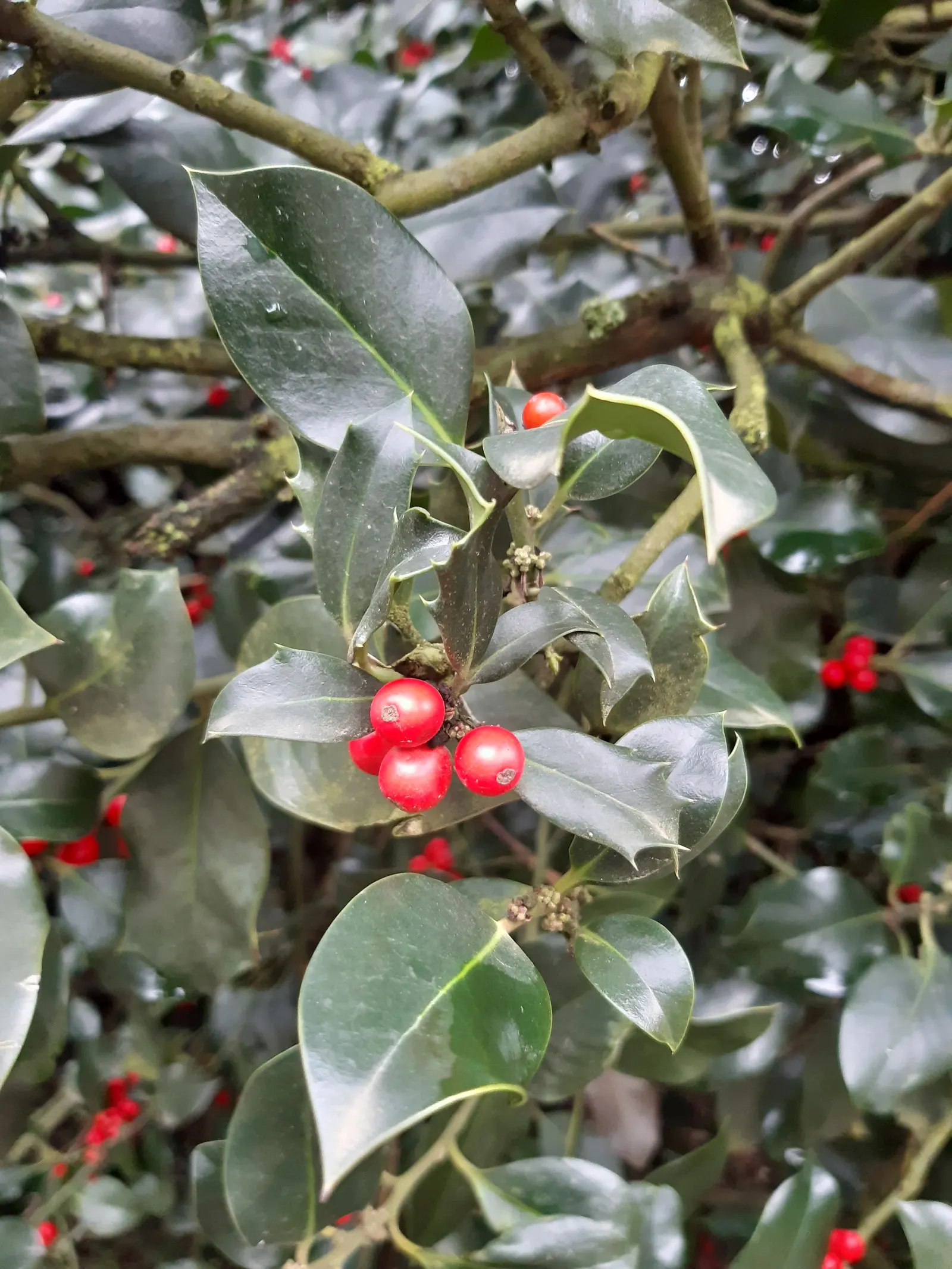 English Holly (Ilex Aquifolium) — the English Holly can reach heights of 15 to 30 feet with a spread of 10 to 20 feet at maturity