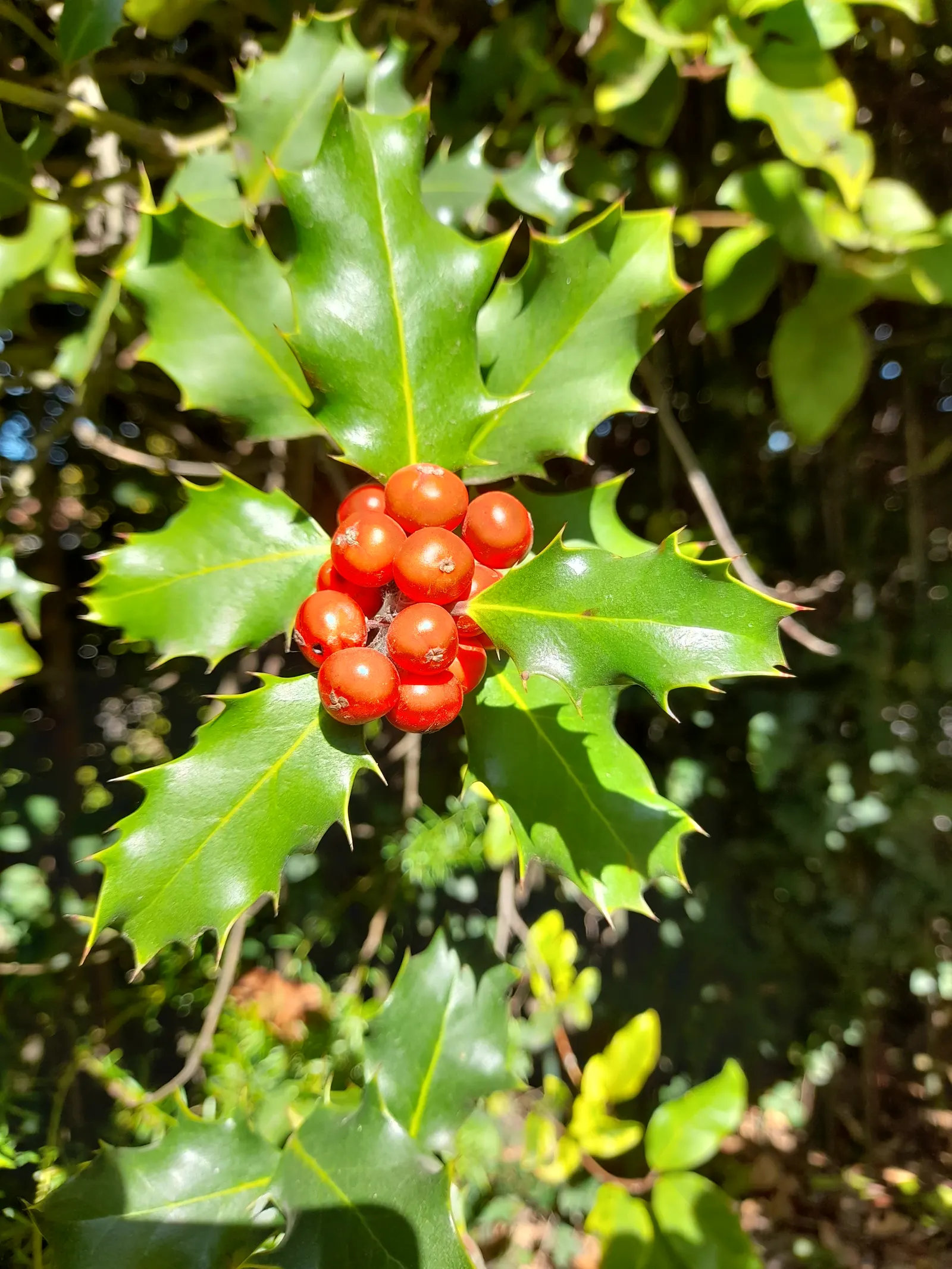 English Holly (Ilex Aquifolium) — Mature at 15-50 feet with a spread of 10-35 feet, it produces red berries in winter that attract birds; as the, image 72