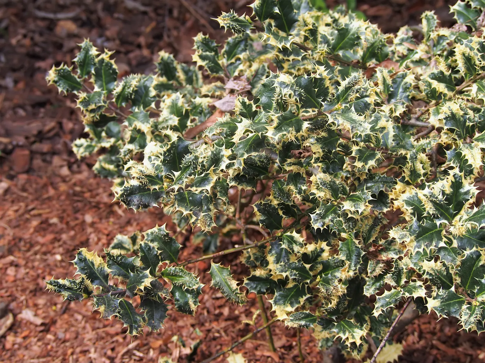 English Holly (Ilex Aquifolium) — is an iconic evergreen species renowned for its glossy; commonly known as the English Holly, image 100