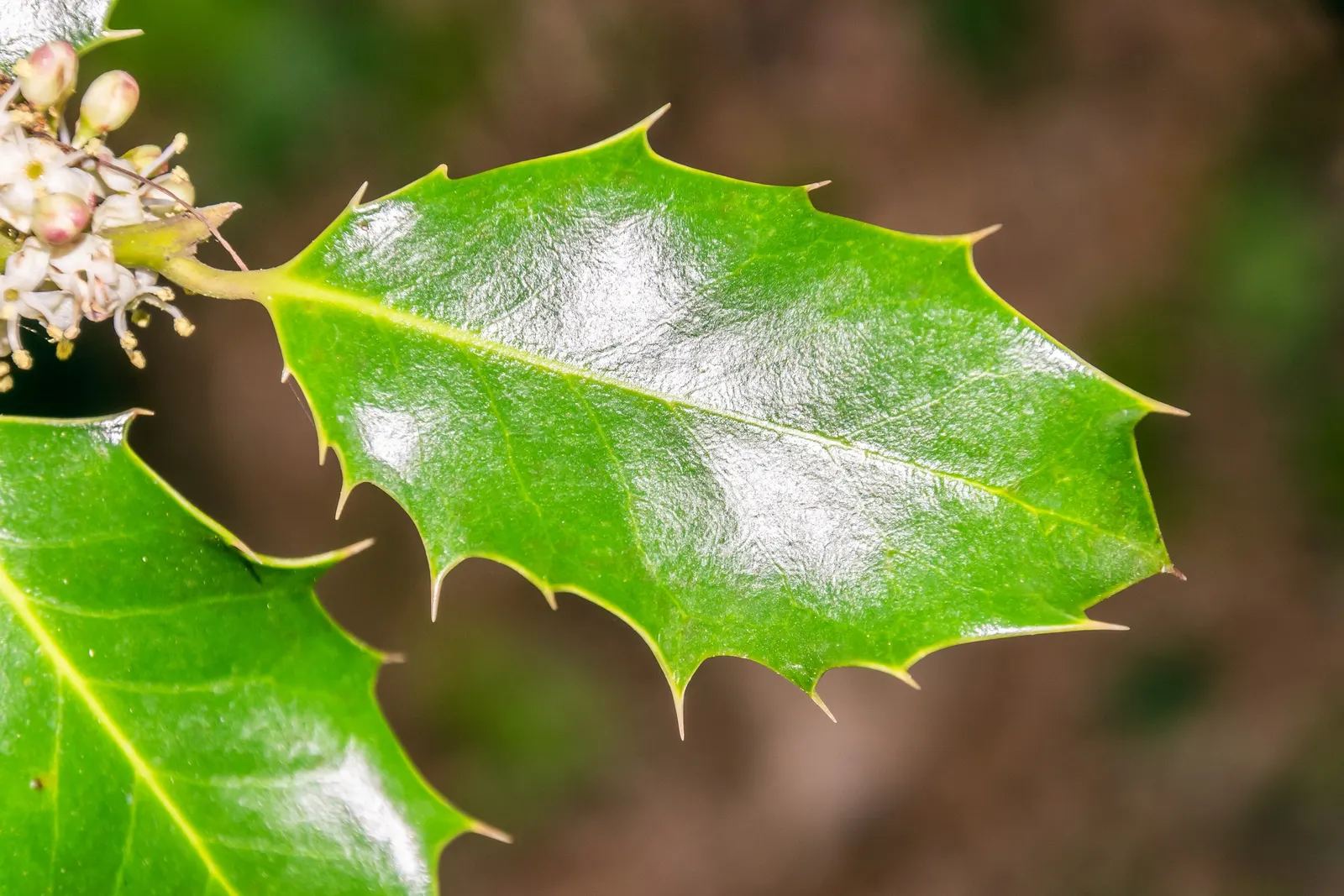 English Holly (Ilex Aquifolium) — Moreover, incorporating mulch can help retain moisture and protect the root zone in colder climates; caution, image 113
