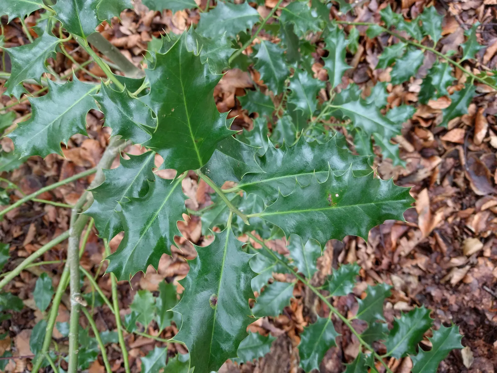 English Holly (Ilex Aquifolium) — The English Holly is dioecious; though toxic to humans if ingested.<br><br>Careful planning about placement is, image 108
