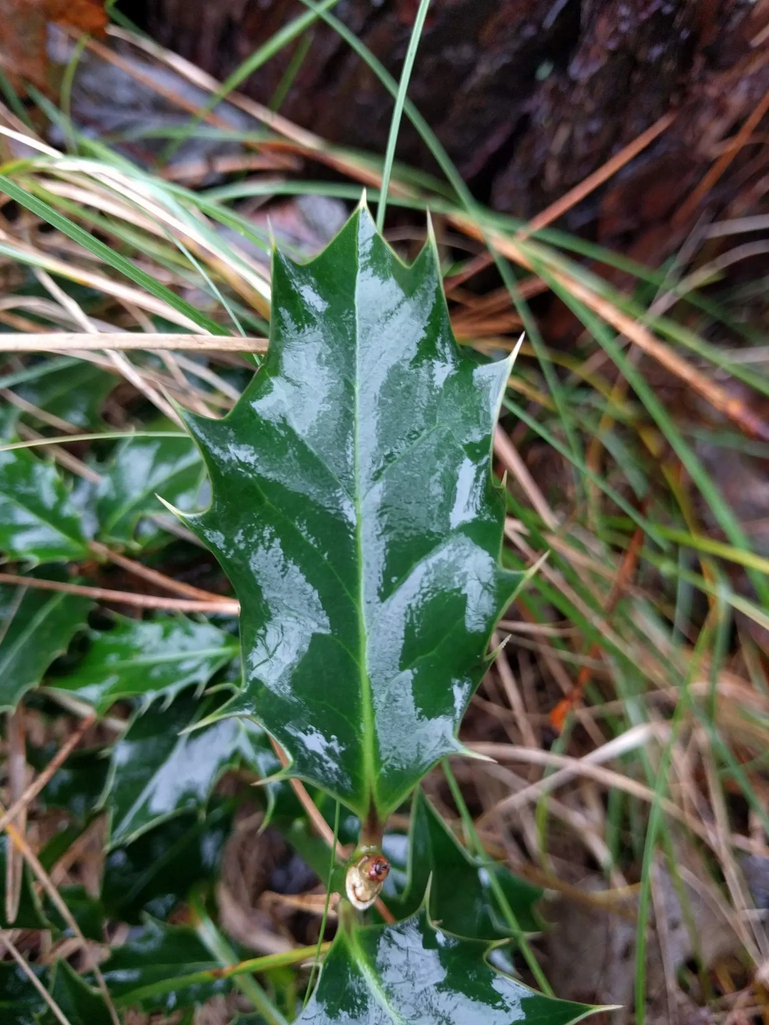 English Holly (Ilex Aquifolium) — is an iconic evergreen species renowned for its glossy