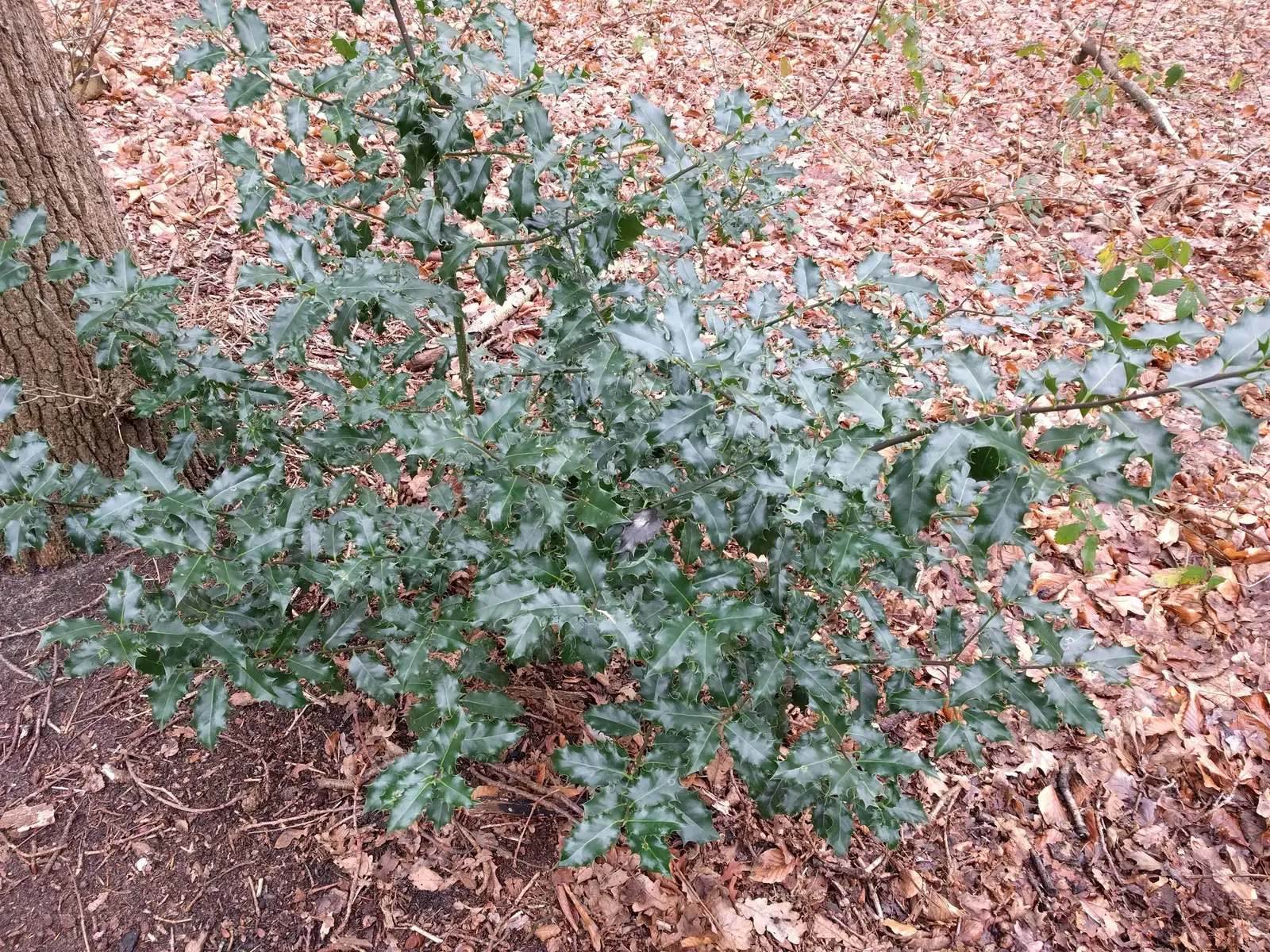 English Holly (Ilex Aquifolium) — English Holly (Ilex aquifolium) is an evergreen shrub renowned for its glossy; prefers well-drained, acidic soil, image 93