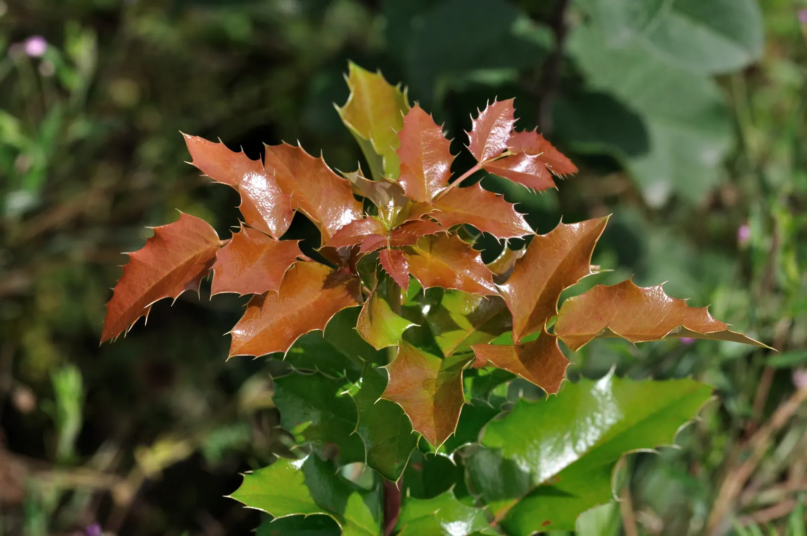 English Holly (Ilex Aquifolium) — the English Holly can reach heights of 15 to 30 feet with a spread of 10 to 20 feet at maturity; utilize as a, image 80