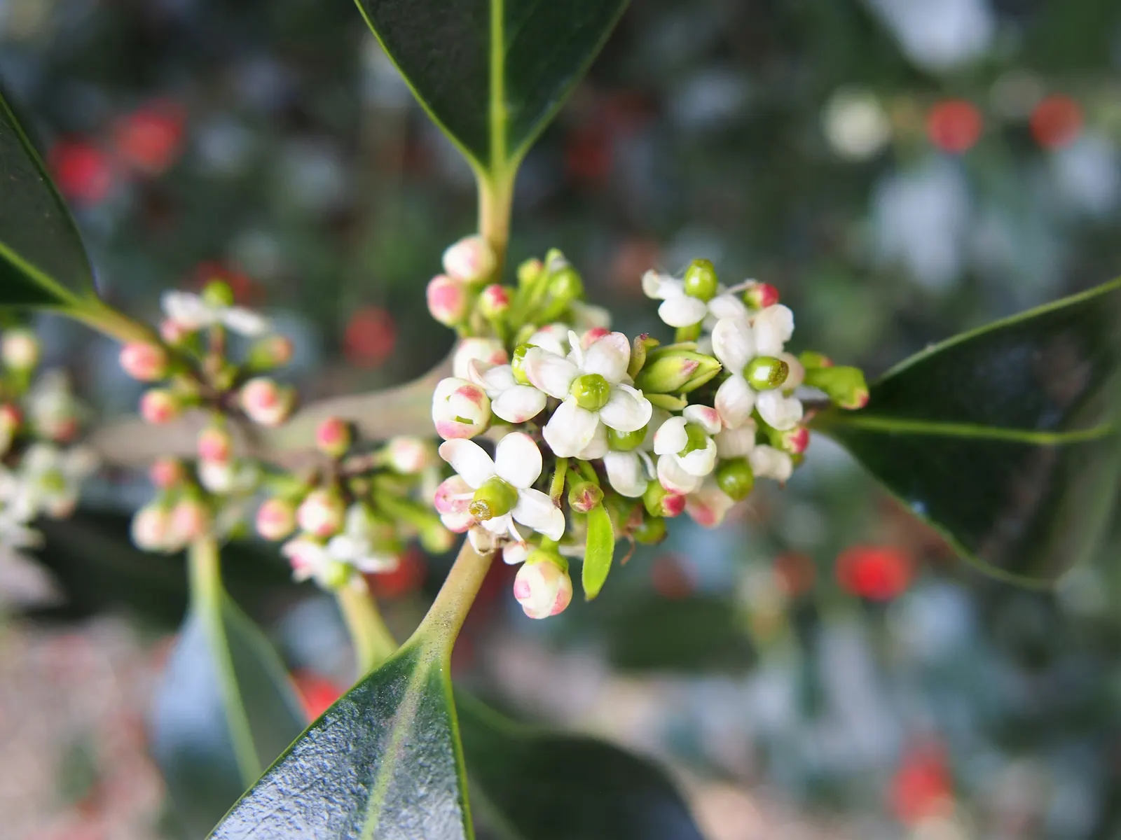 English Holly (Ilex Aquifolium) — though toxic to humans if ingested.<br><br>Careful planning about placement is essential; english Holly (Ilex, image 109