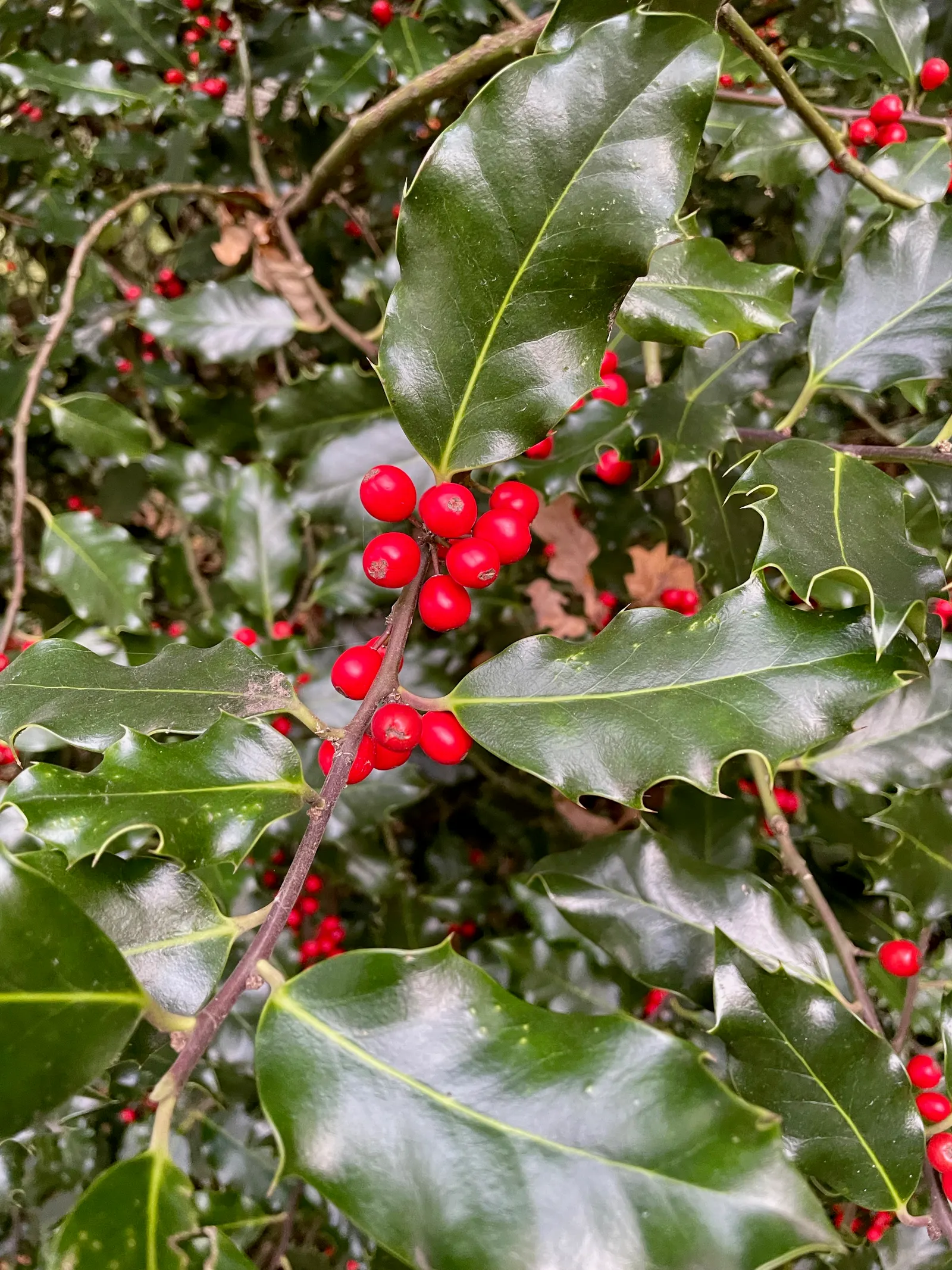 English Holly (Ilex Aquifolium) — broadleaf evergreen for full or half; occasional pruning will help maintain its shape and promote a more lush, image 115
