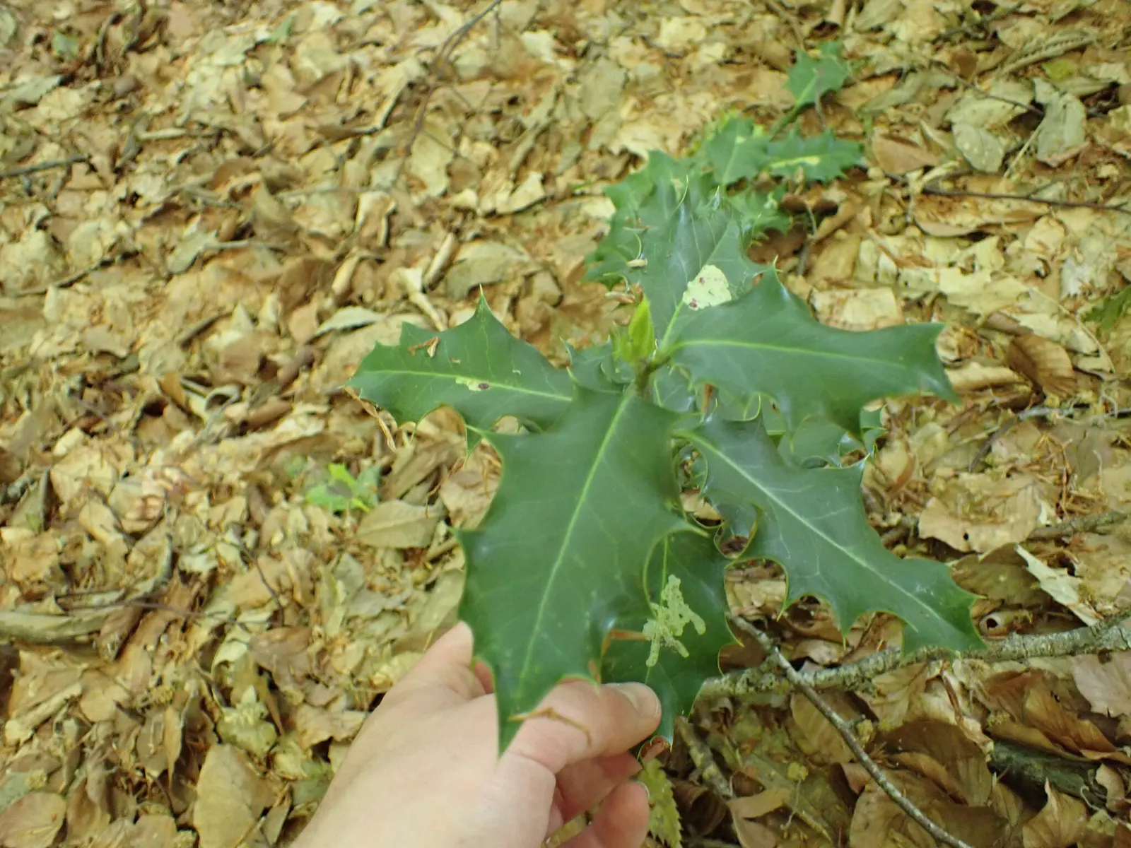 English Holly (Ilex Aquifolium) — English Holly (Ilex aquifolium) is an evergreen shrub renowned for its glossy; prefers well-drained, acidic soil, image 47