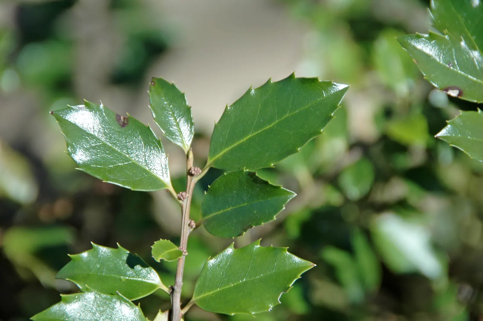 English Holly (Ilex Aquifolium) — consider its need for well-drained; for optimal growth and berry display, image 59