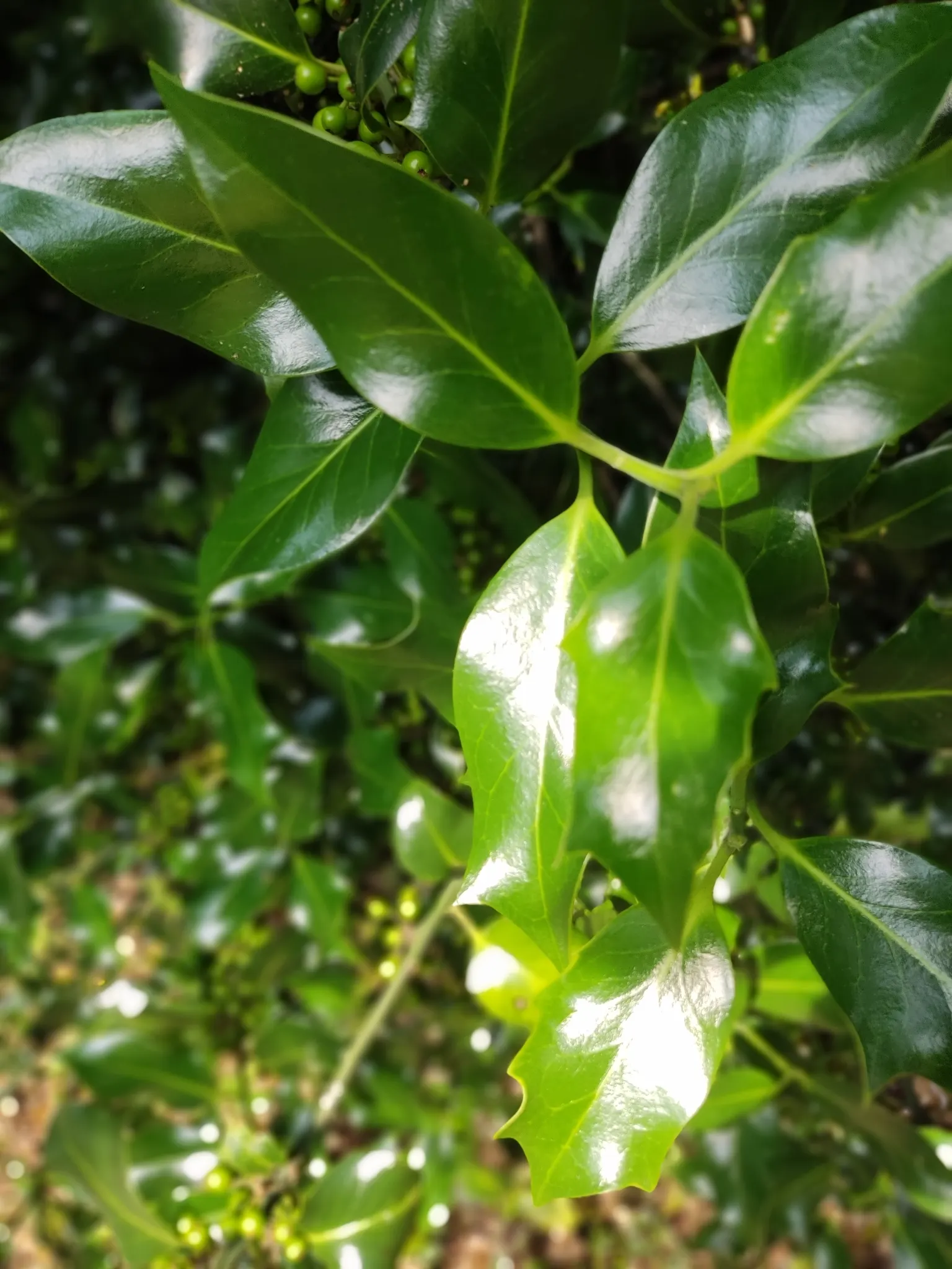 English Holly (Ilex Aquifolium) — Mature at 15-50 feet with a spread of 10-35 feet, it produces red berries in winter that attract birds; as the, image 49