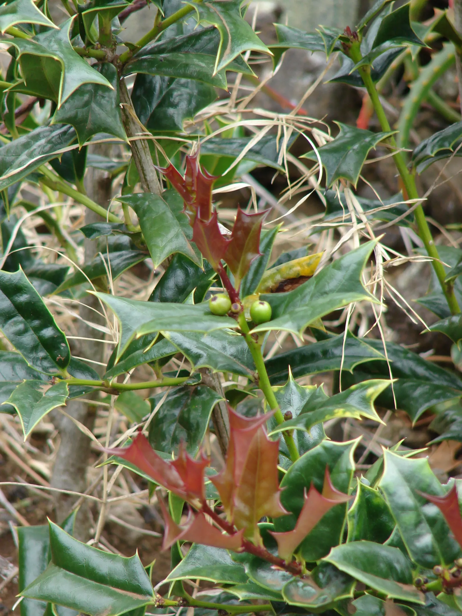 English Holly (Ilex Aquifolium) — as the plant's sharp leaves might make it unsuitable for areas frequented by children or pets; is an iconic, image 64