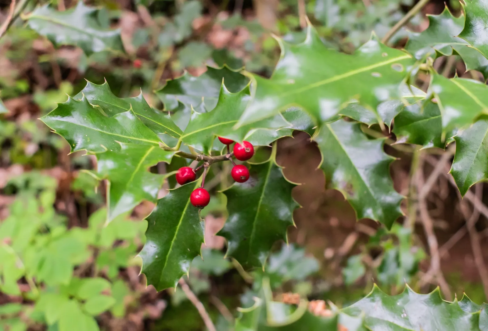 English Holly (Ilex Aquifolium) — Moreover, incorporating mulch can help retain moisture and protect the root zone in colder climates; caution, image 67