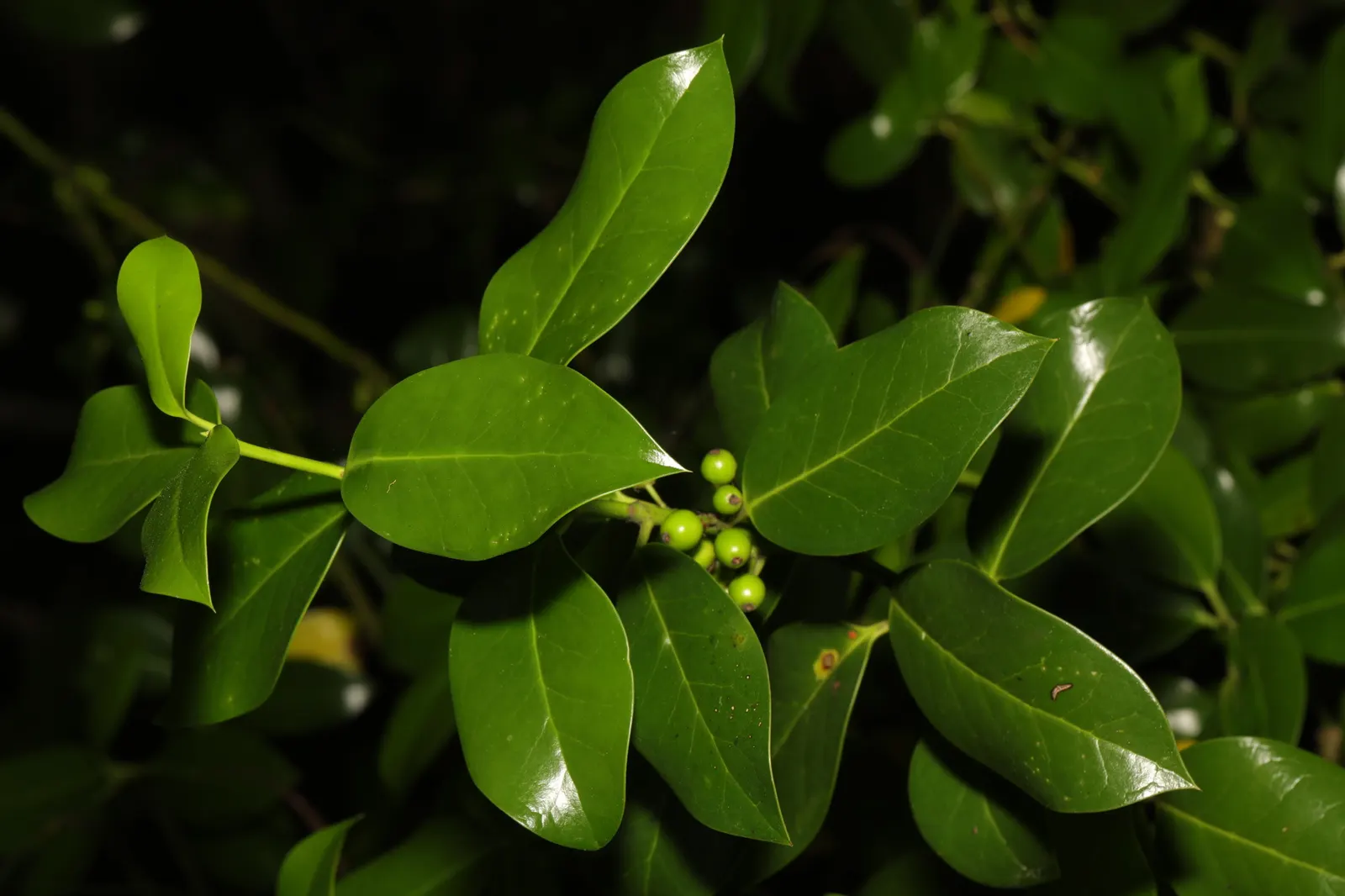 English Holly (Ilex Aquifolium) — The English Holly's stately presence and seasonal interest make it a timeless addition to any landscape design; consider its