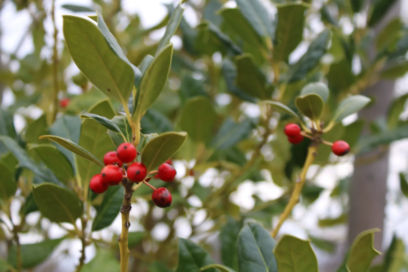 English Holly (Ilex Aquifolium) — Utilize as a specimen, hedge, or privacy screen for year-round interest; deep green leaves and vibrant red berries, image 51