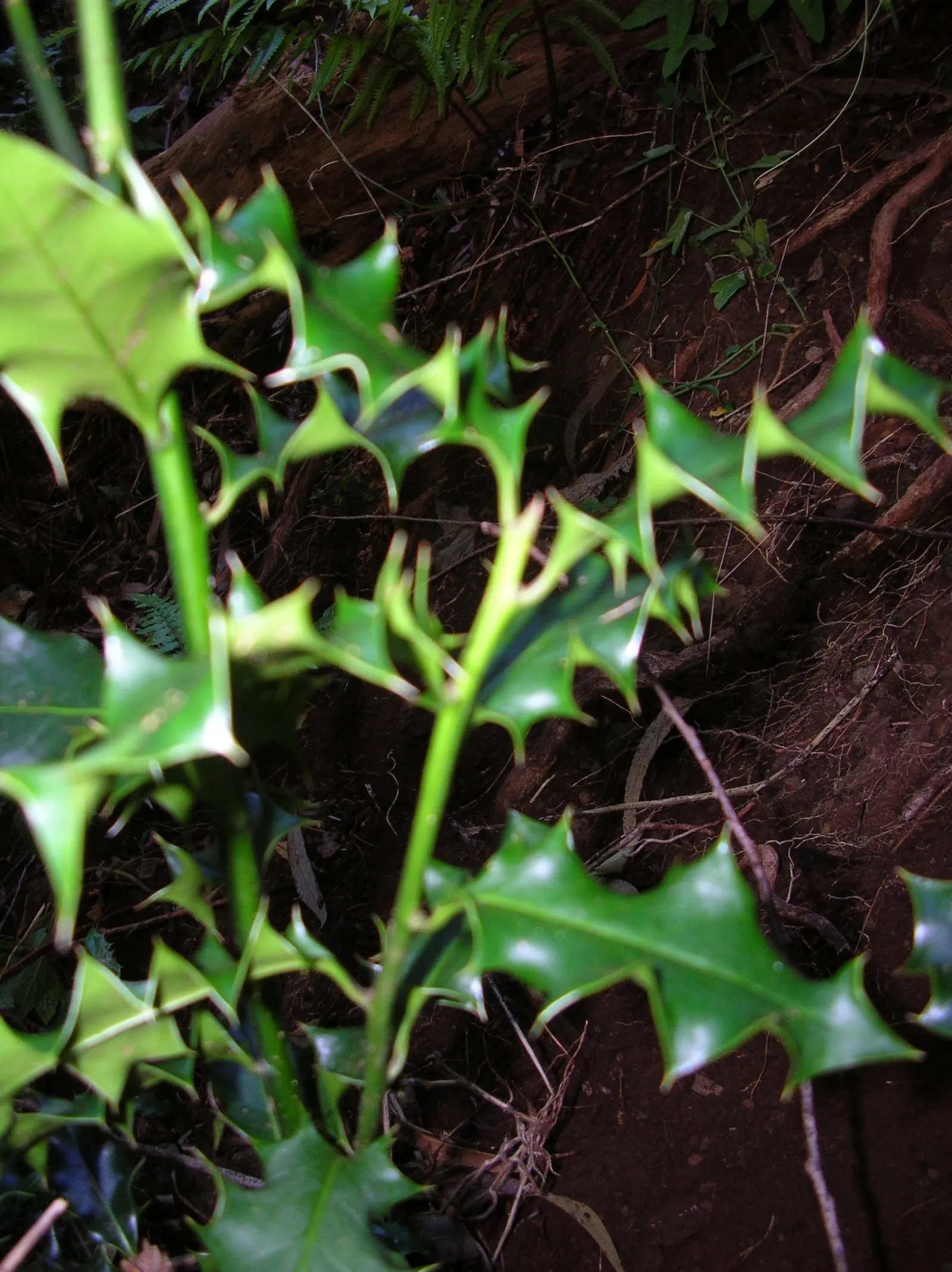 English Holly (Ilex Aquifolium) — English Holly (Ilex aquifolium) is an evergreen shrub renowned for its glossy; prefers well-drained, acidic soil, image 70