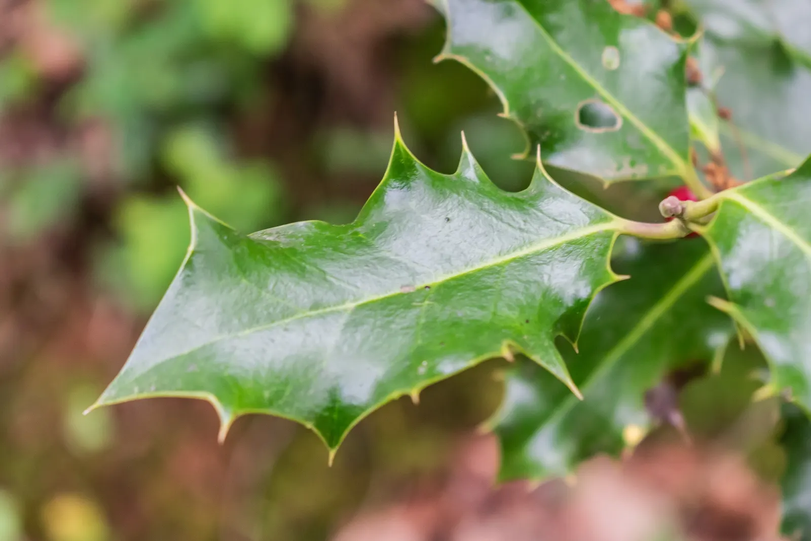English Holly (Ilex Aquifolium) — An excellent choice for creating focal points or hedges within a garden design; moreover, incorporating mulch can, image 79