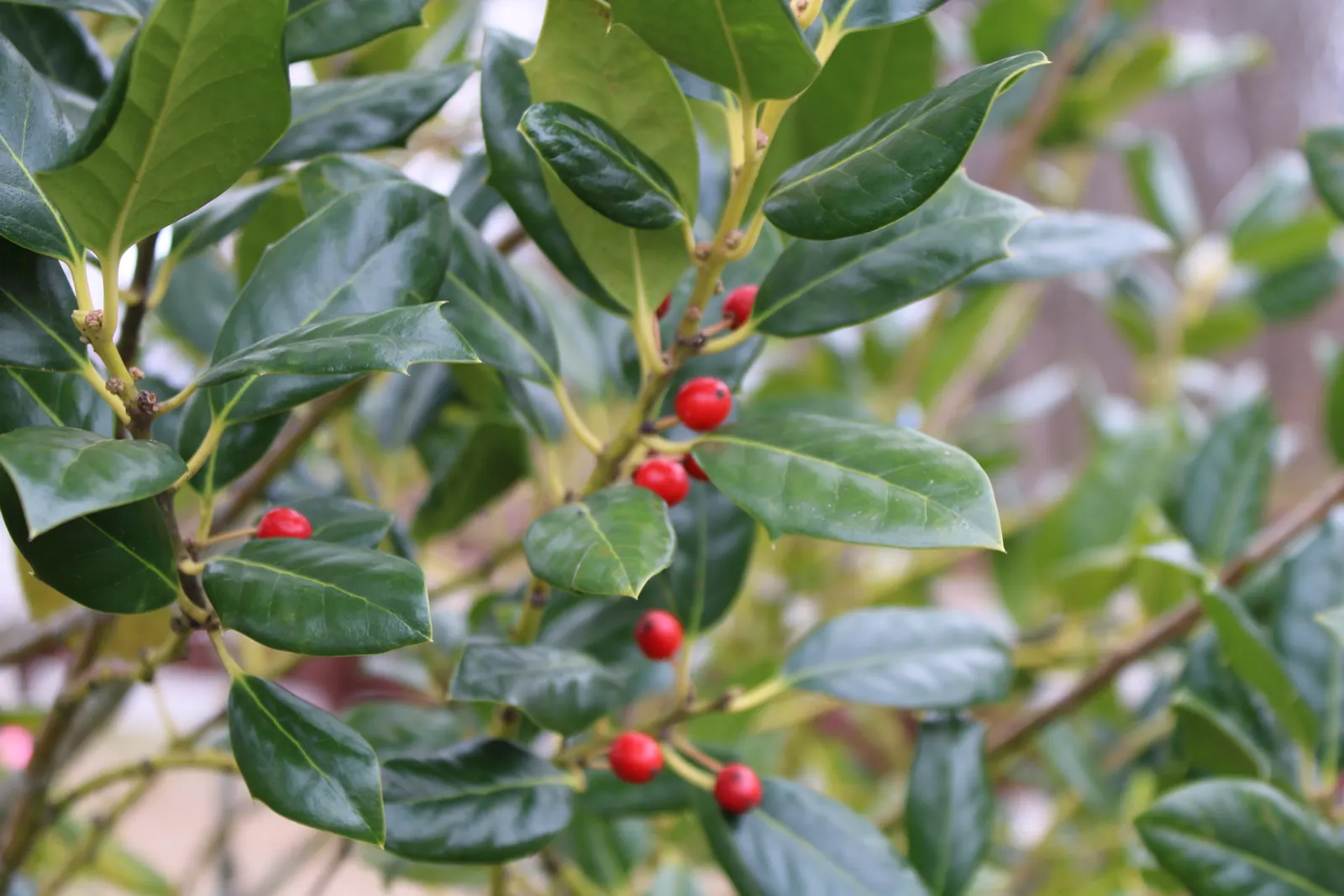 English Holly (Ilex Aquifolium) — Caution: Leaves and berries are toxic if ingested; handle with care; the English Holly is dioecious, image 52