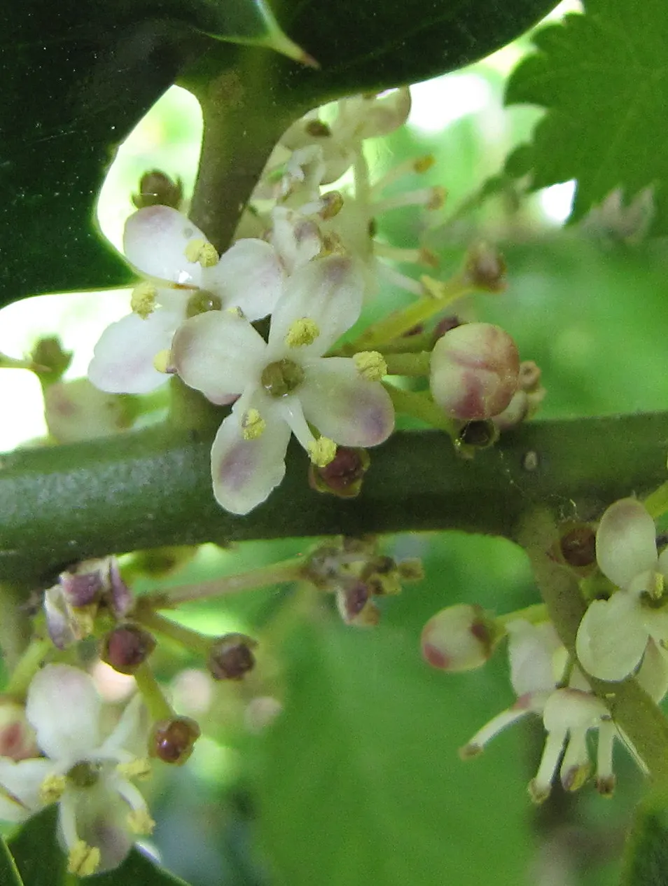 English Holly (Ilex Aquifolium) — The English Holly is dioecious; though toxic to humans if ingested.<br><br>Careful planning about placement is, image 62