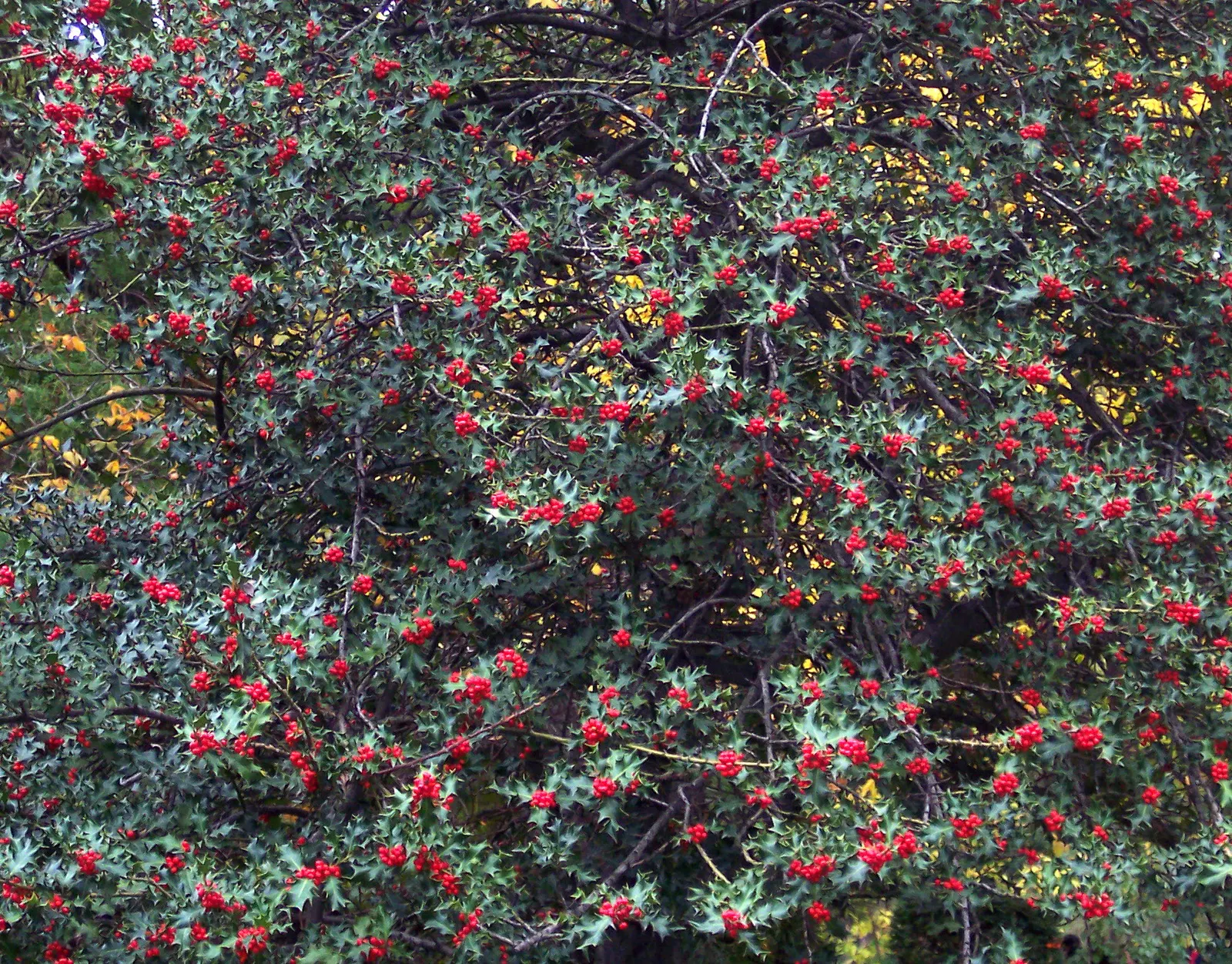 English Holly (Ilex Aquifolium) — preferably with a slightly acidic to neutral pH; mature at 15-50 feet with a spread of 10-35 feet, it produces, image 83