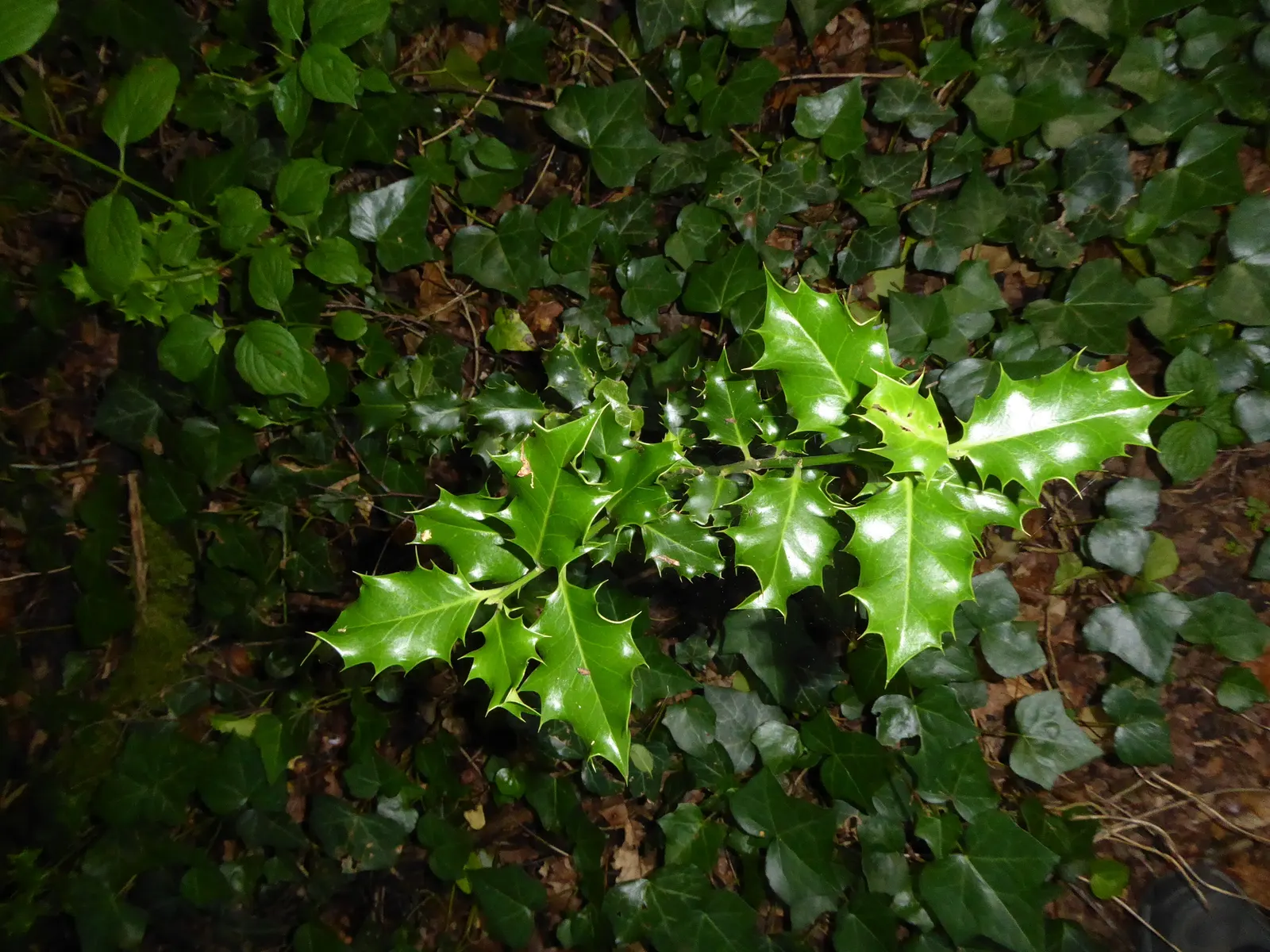 English Holly (Ilex Aquifolium) — dark green leaves with spiky margins; the English Holly can reach heights of 15 to 30 feet with a spread of 10 to, image 48