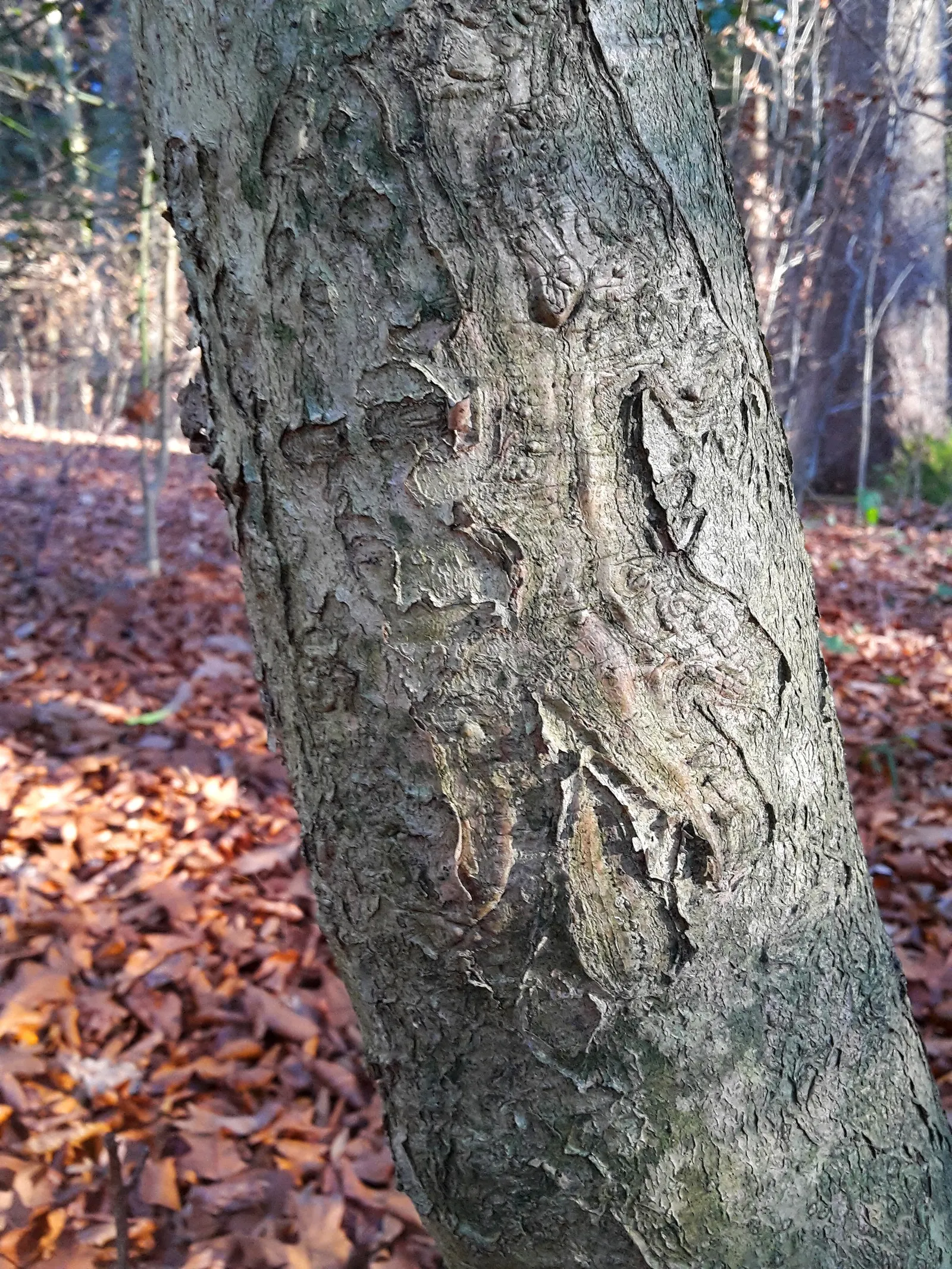 English Holly (Ilex Aquifolium) — preferably with a slightly acidic to neutral pH; mature at 15-50 feet with a spread of 10-35 feet, it produces, image 60