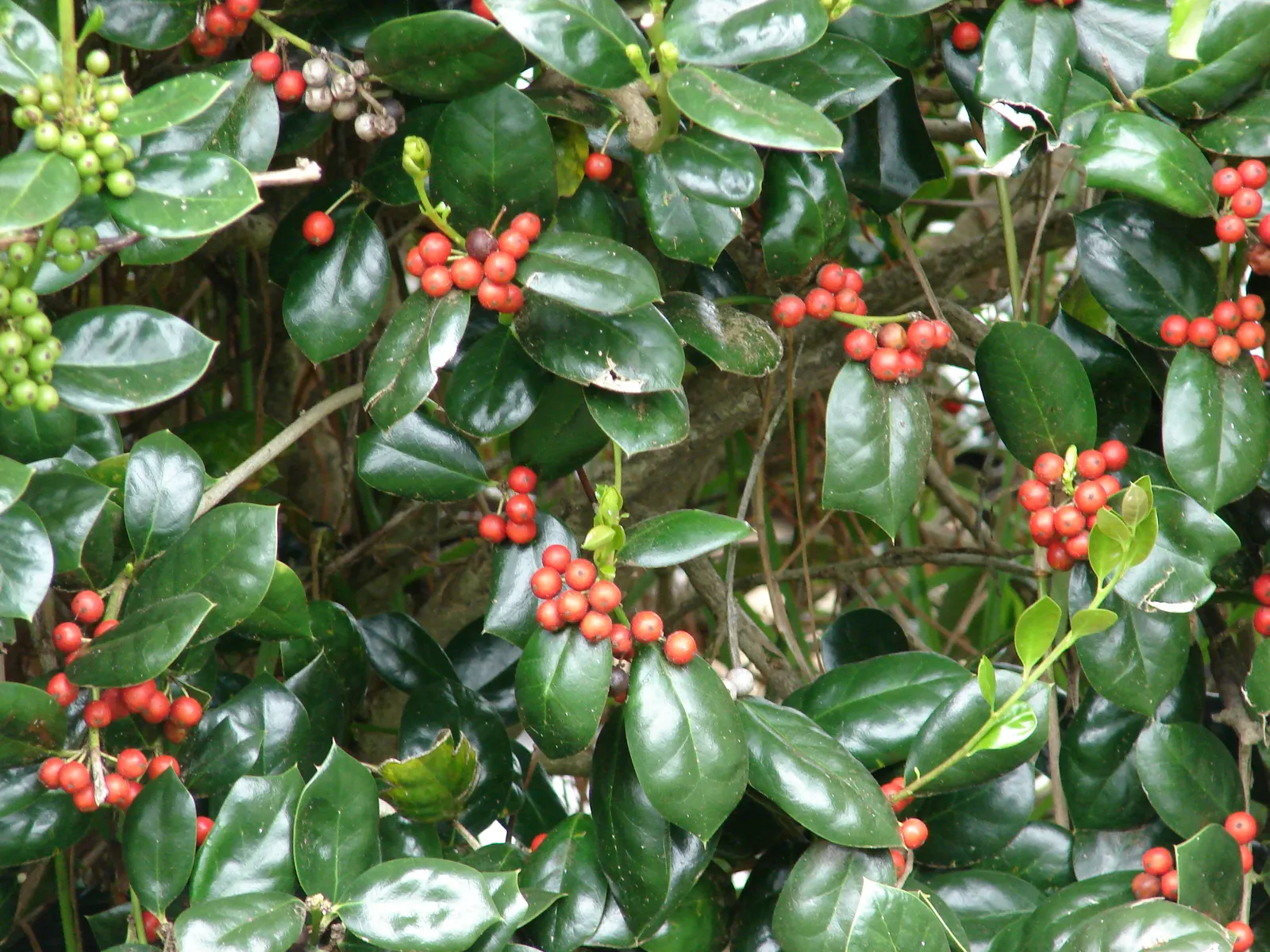 English Holly (Ilex Aquifolium) — The leaves are characteristically spiny and can range from 1 to 3 inches in length, image 58