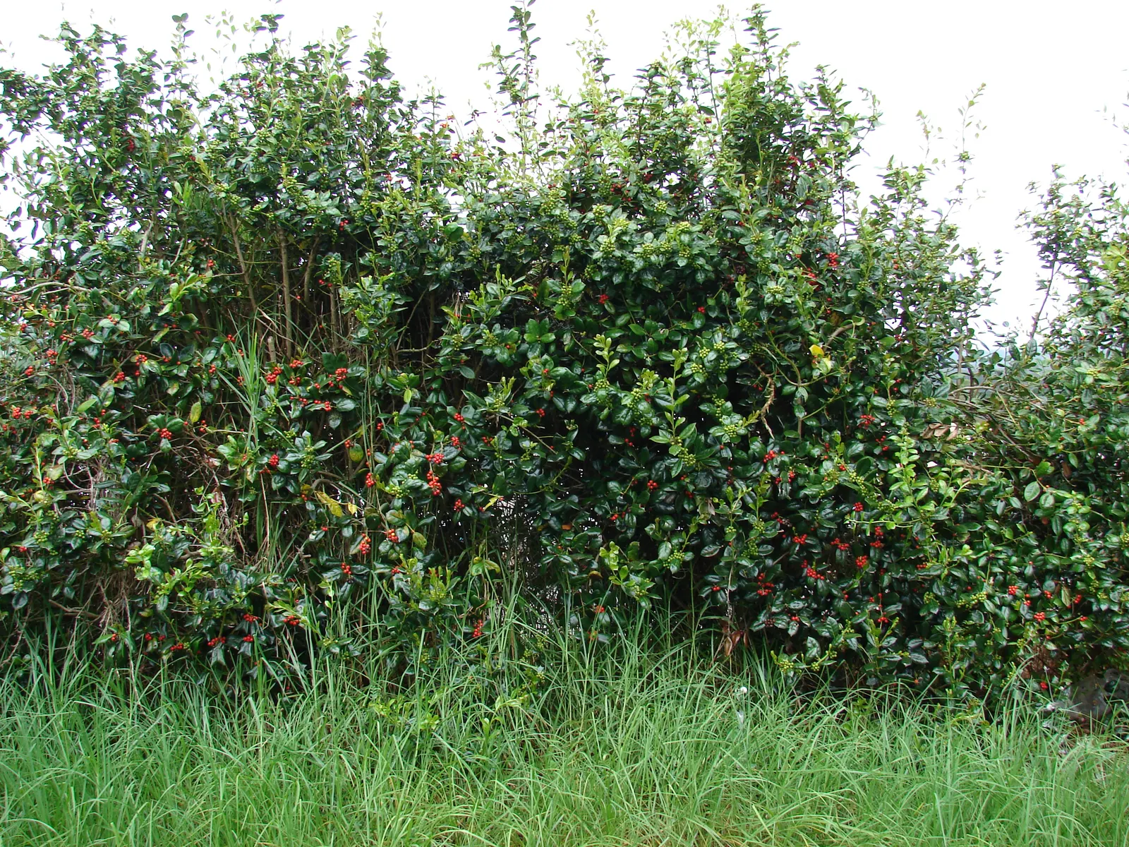 English Holly (Ilex Aquifolium) — commonly known as the English Holly; broadleaf evergreen for full or half, image 76