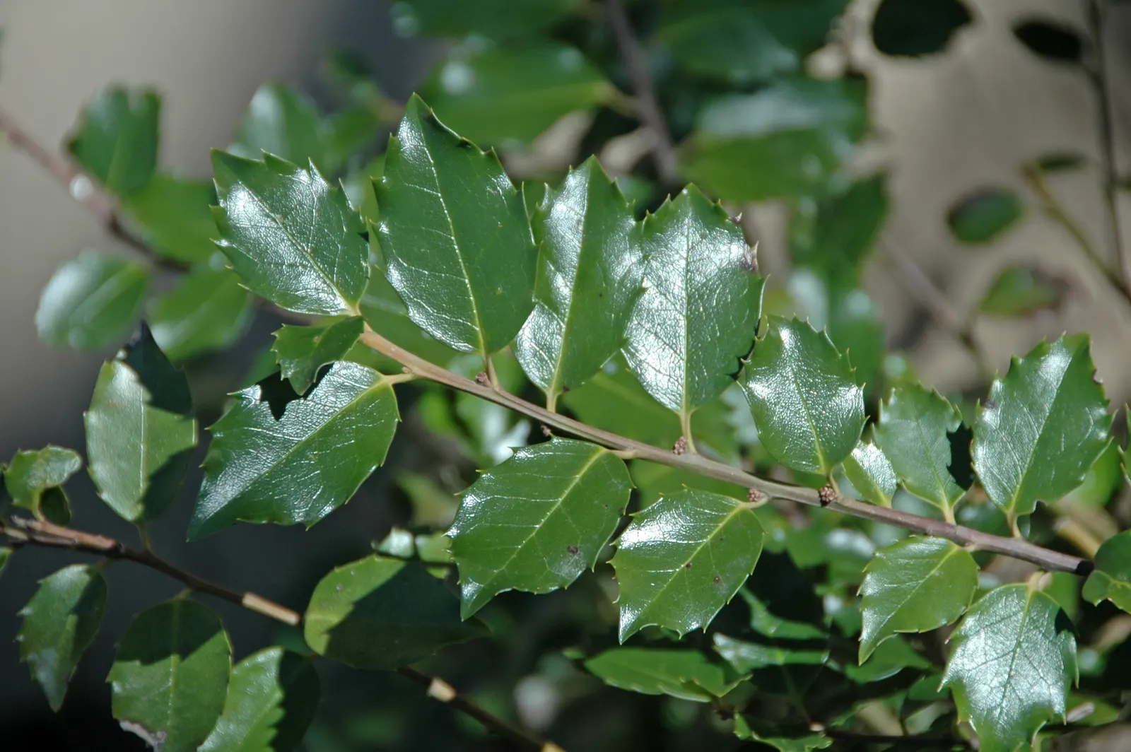 English Holly (Ilex Aquifolium) — commonly known as the English Holly; broadleaf evergreen for full or half, image 53