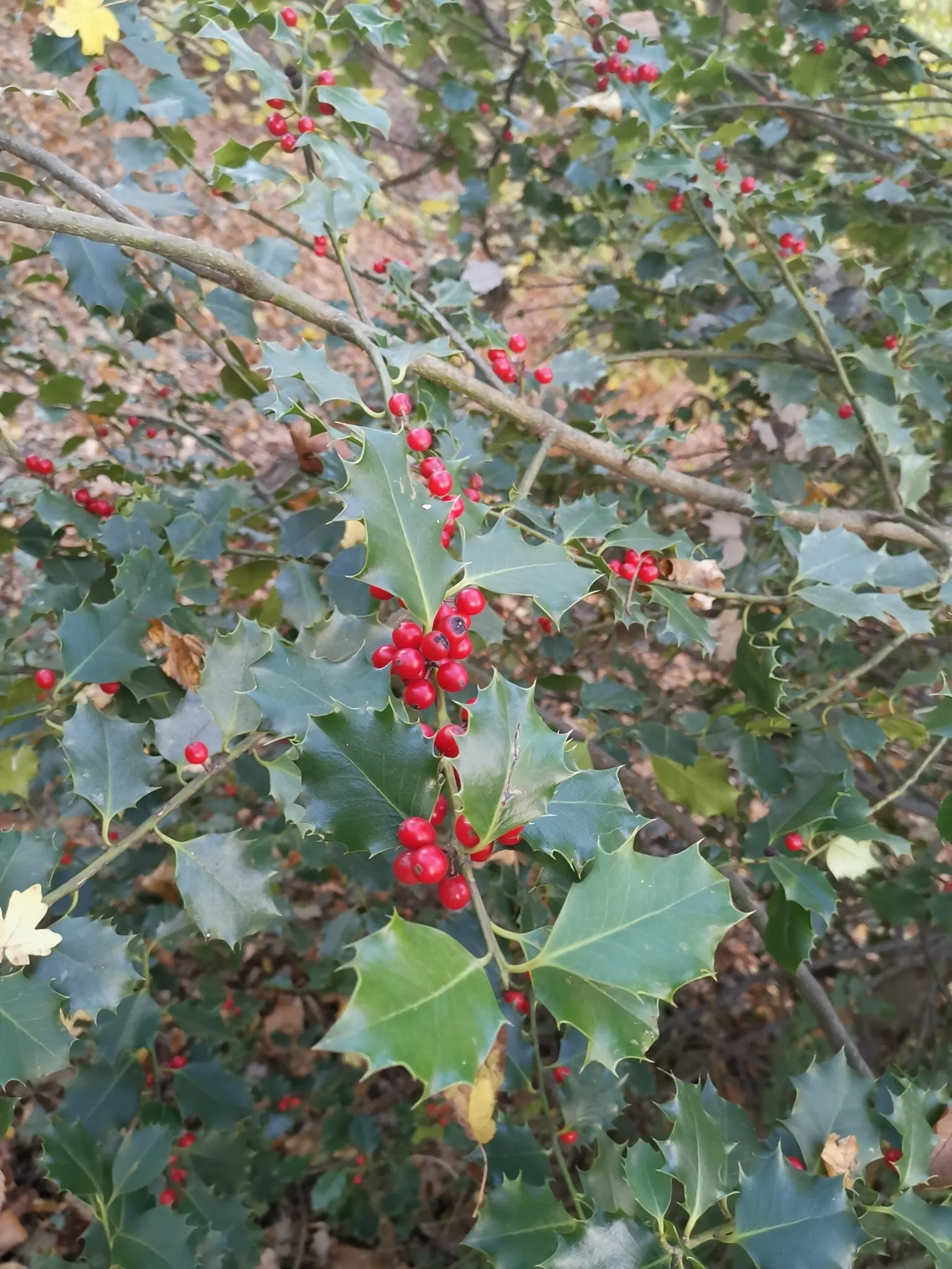 English Holly (Ilex Aquifolium) — For optimal growth and berry display; it thrives in USDA hardiness zones 5 through 9 and prefers exposure to full sun to