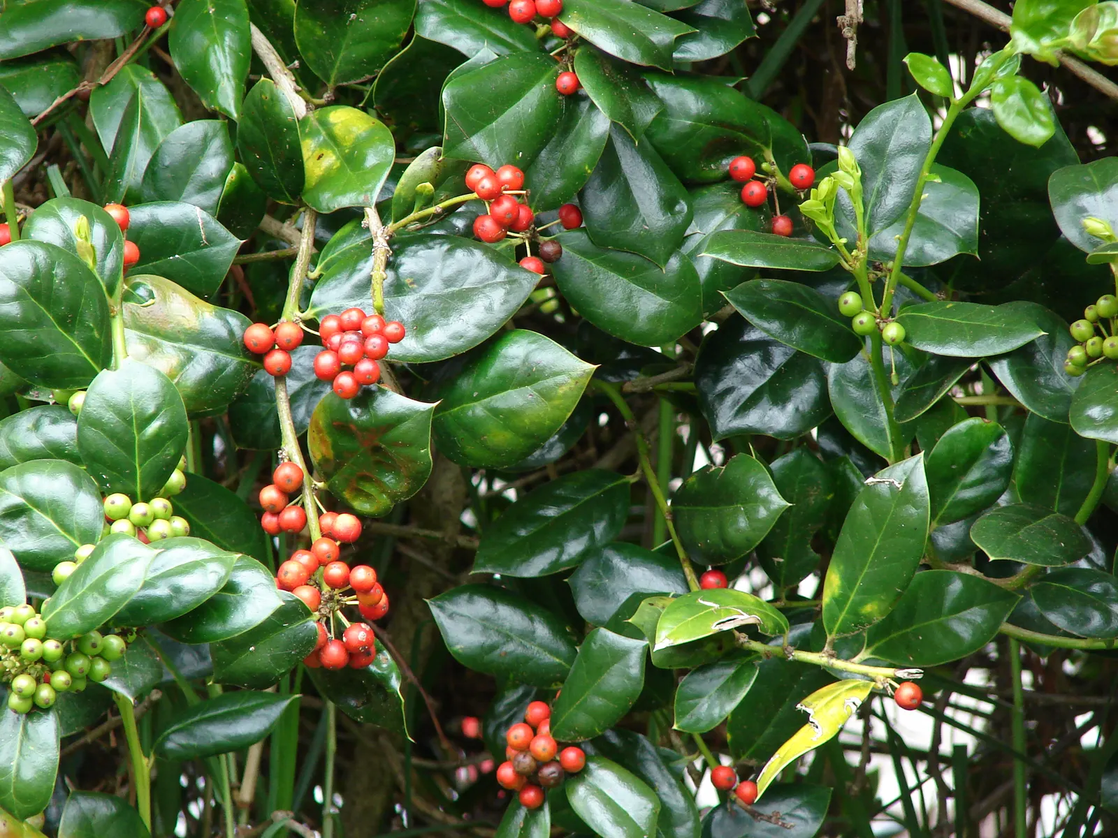 English Holly (Ilex Aquifolium) — It thrives in USDA hardiness zones 5 through 9 and prefers exposure to full sun to partial shade; an excellent, image 61