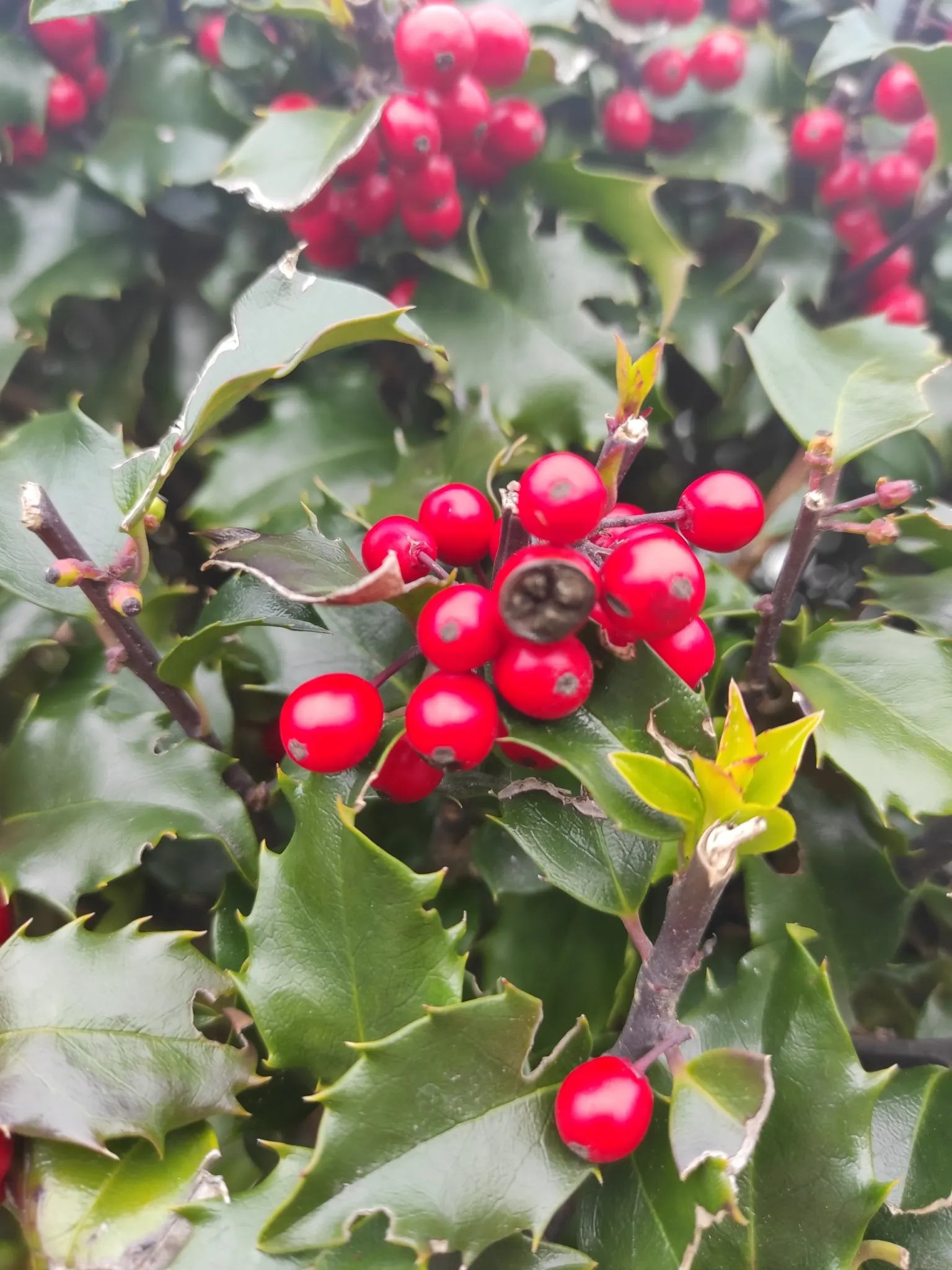 English Holly (Ilex Aquifolium) — The English Holly is dioecious; though toxic to humans if ingested.<br><br>Careful planning about placement is essential