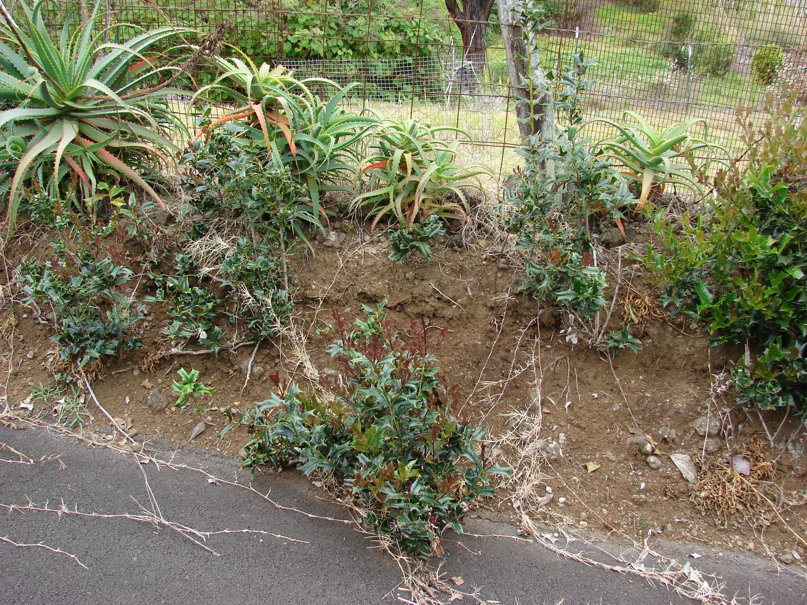 English Holly (Ilex Aquifolium) — dark green leaves with spiky margins; the English Holly can reach heights of 15 to 30 feet with a spread of 10 to, image 71