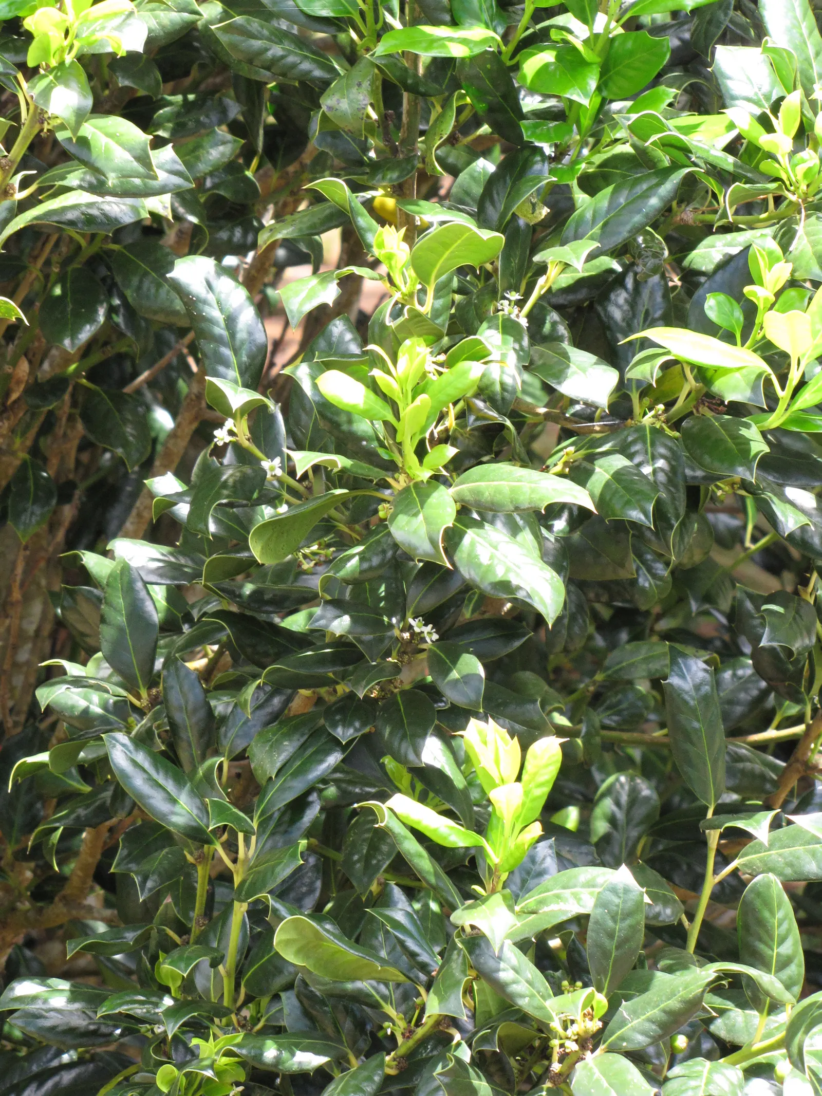 English Holly (Ilex Aquifolium) — The English Holly's stately presence and seasonal interest make it a timeless addition to any landscape design, image 68