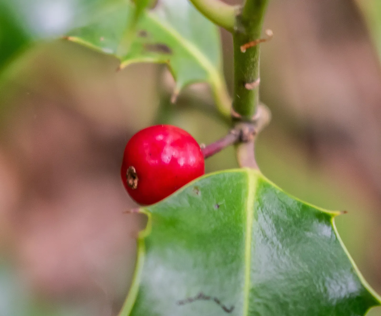 English Holly (Ilex Aquifolium) — Utilize as a specimen, hedge, or privacy screen for year-round interest; deep green leaves and vibrant red berries, image 74