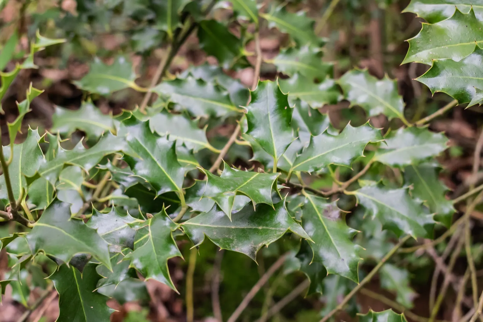 English Holly (Ilex Aquifolium) — deep green leaves and vibrant red berries; preferably with a slightly acidic to neutral pH, image 78