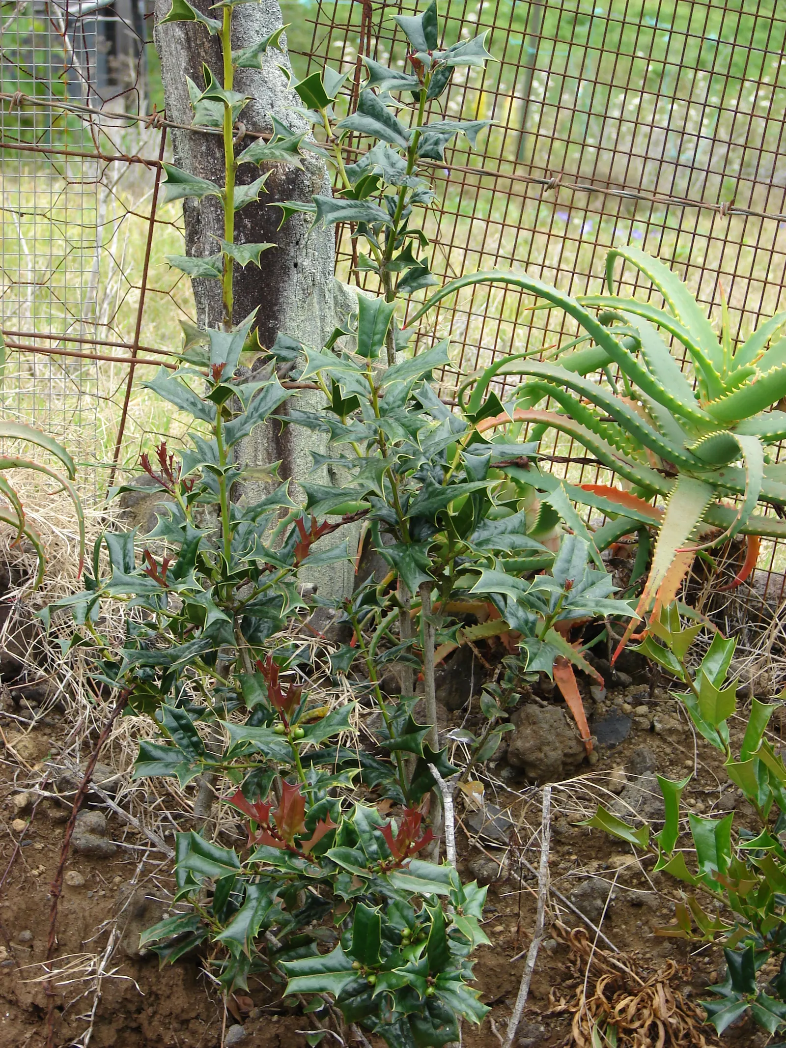 English Holly (Ilex Aquifolium) — as the plant's sharp leaves might make it unsuitable for areas frequented by children or pets; is an iconic, image 87
