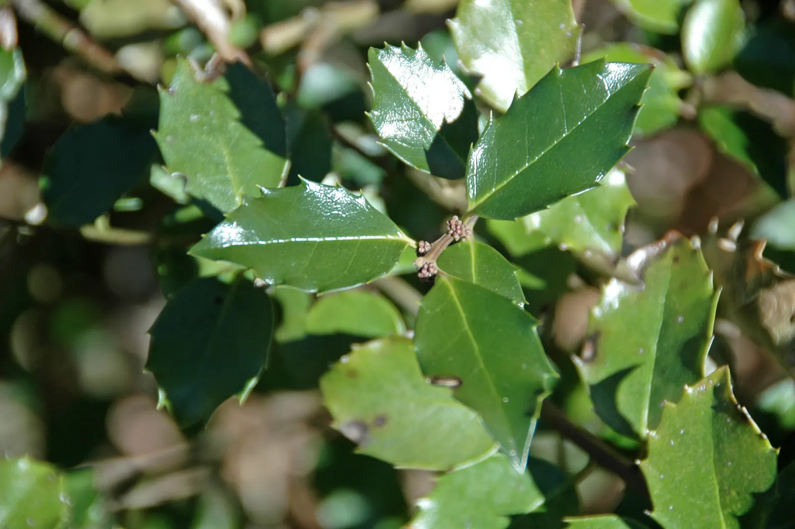 English Holly (Ilex Aquifolium) — deep green leaves and vibrant red berries; preferably with a slightly acidic to neutral pH, image 55
