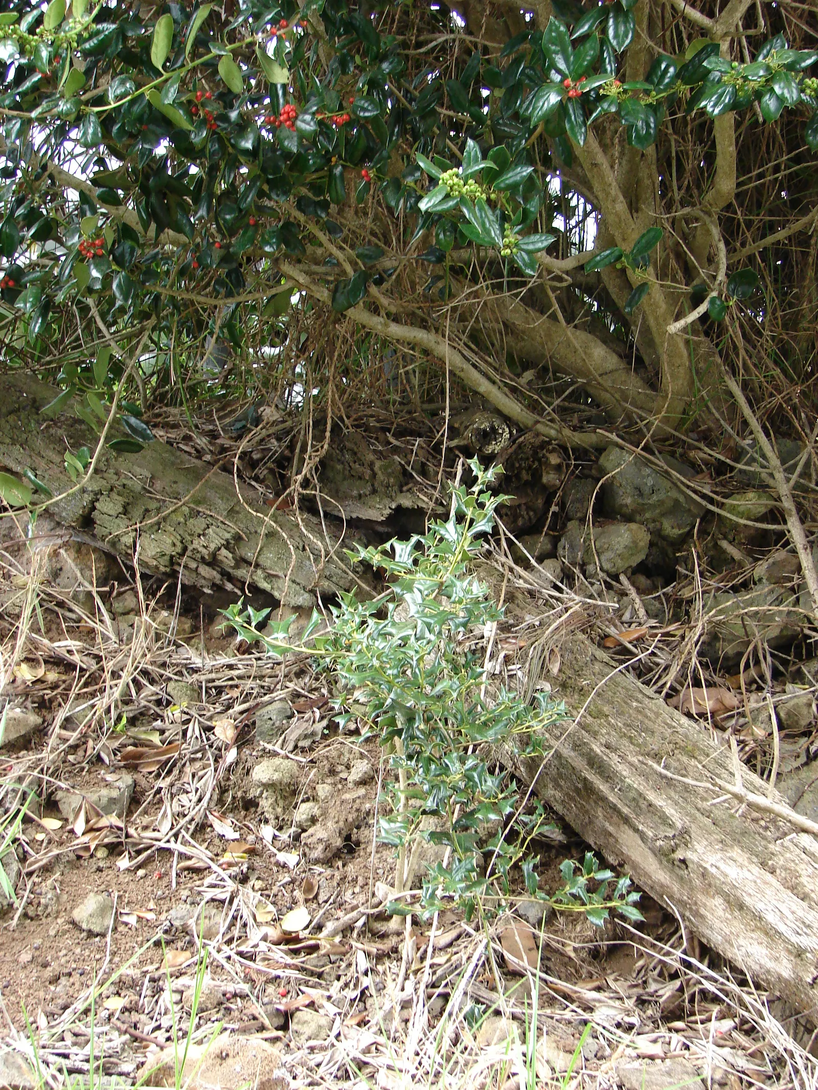 English Holly (Ilex Aquifolium) — Prefers well-drained, acidic soil and partial to full sun; dark green leaves with spiky margins, image 73
