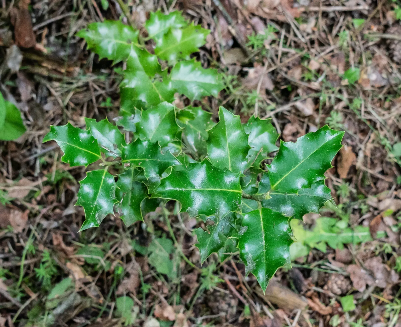 English Holly (Ilex Aquifolium) — Mature at 15-50 feet with a spread of 10-35 feet, it produces red berries in winter that attract birds; as the, image 95