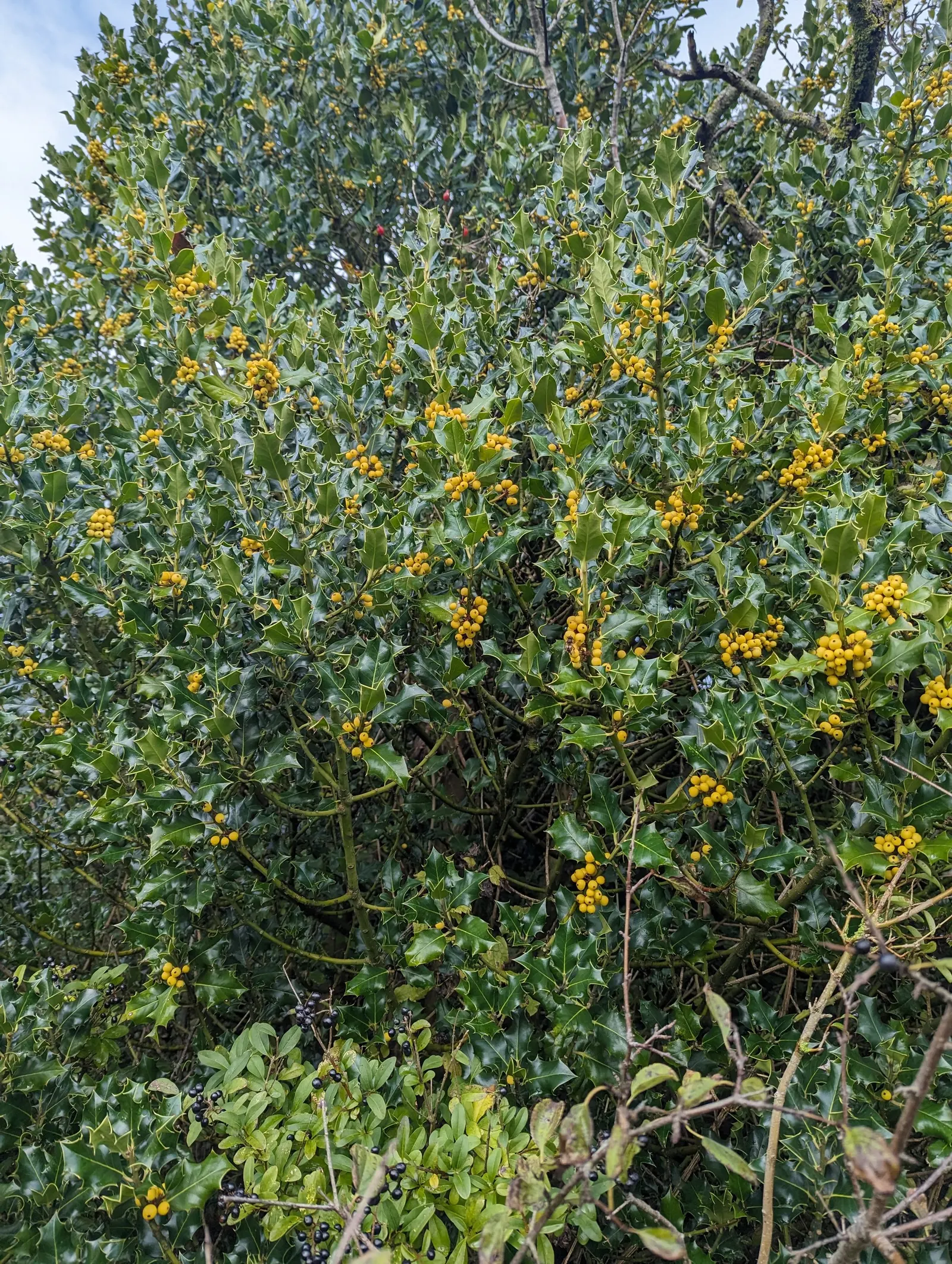English Holly (Ilex Aquifolium) — broadleaf evergreen for full or half; occasional pruning will help maintain its shape and promote a more lush, image 69