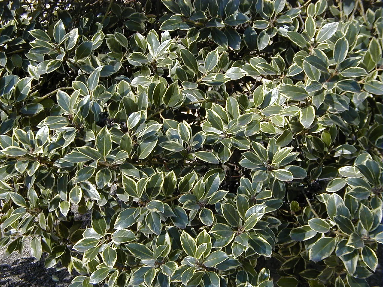 English Holly (Ilex Aquifolium) — For optimal growth and berry display; it thrives in USDA hardiness zones 5 through 9 and prefers exposure to full, image 65